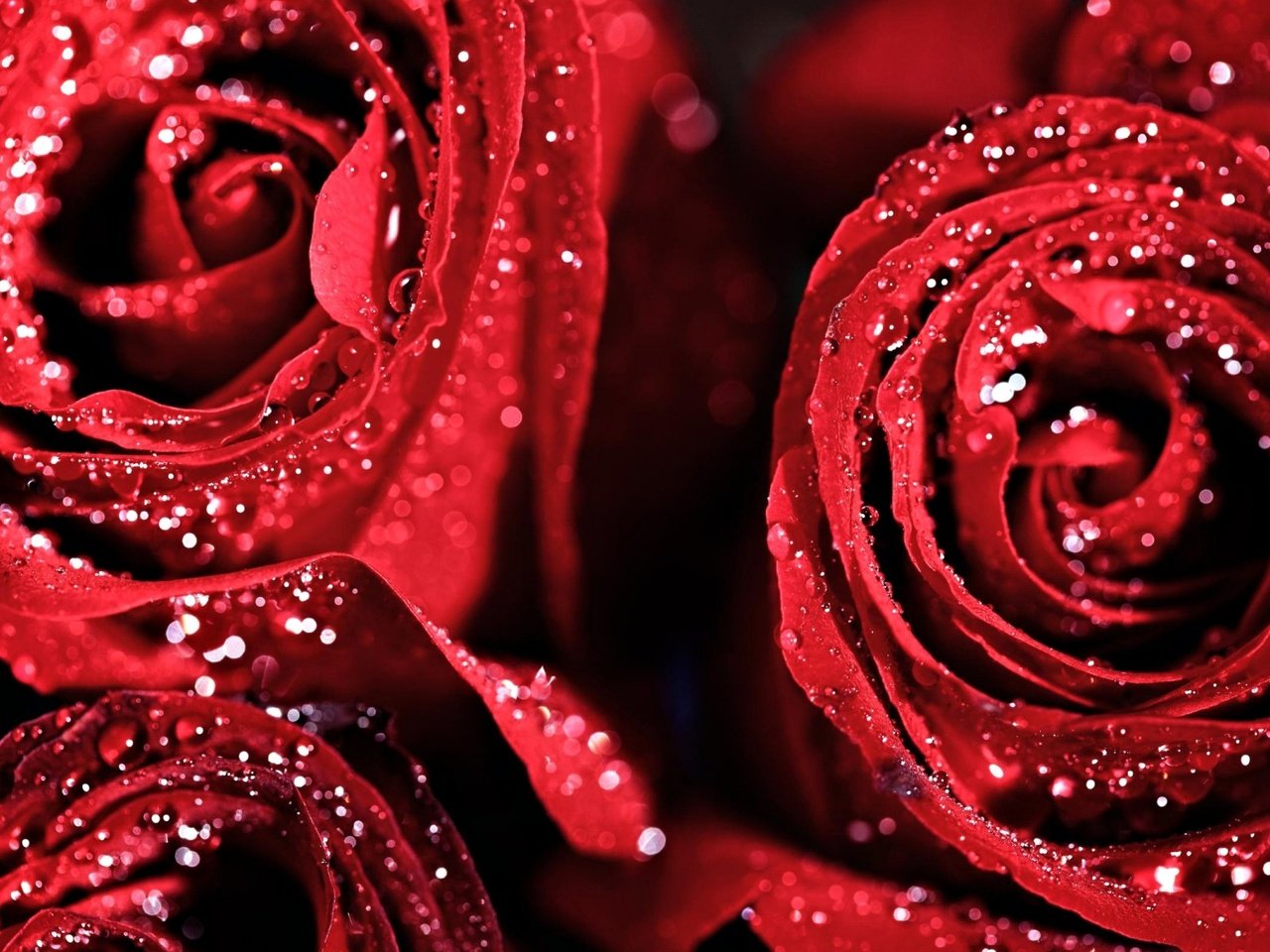 Обои цветы, капли, розы, роза, букет, красная роза, flowers, drops, roses, rose, bouquet, red rose разрешение 1920x1200 Загрузить