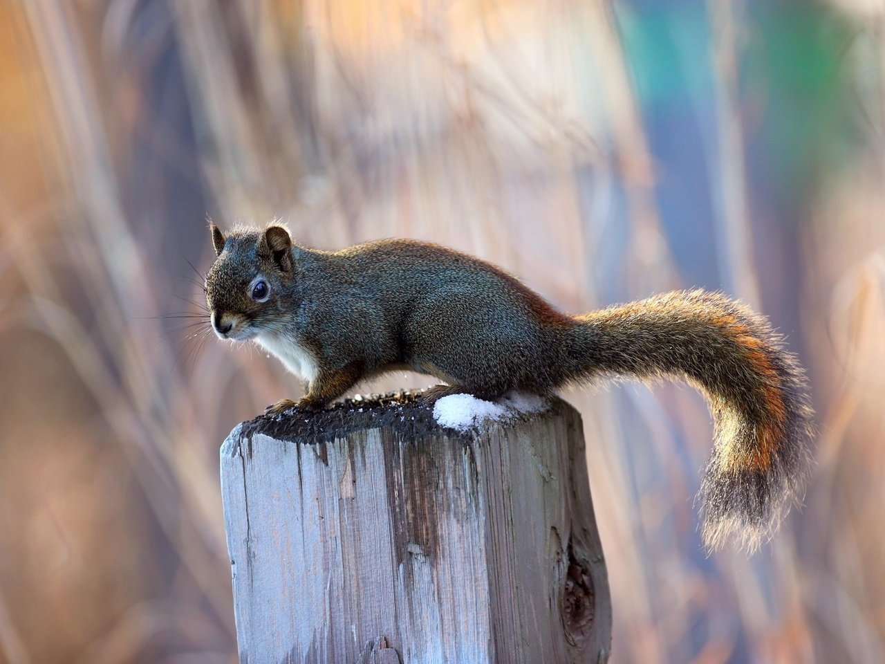 Обои свет, фон, размытость, белка, белочка, light, background, blur, protein, squirrel разрешение 1920x1200 Загрузить