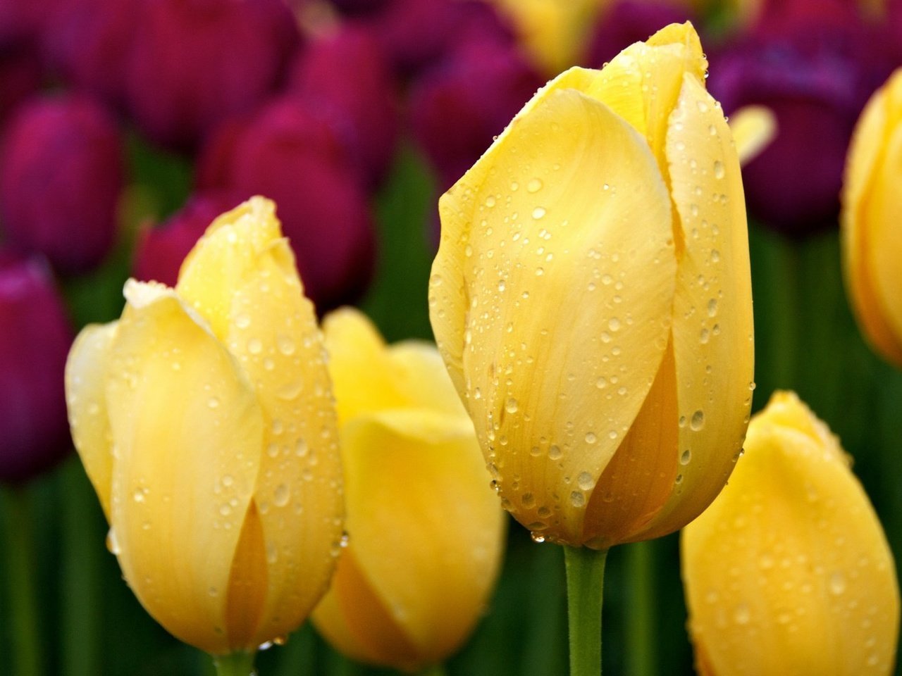 Обои цветы, цветок, роса, лепестки, бутон, тюльпаны, тюльпан, flowers, flower, rosa, petals, bud, tulips, tulip разрешение 1920x1080 Загрузить