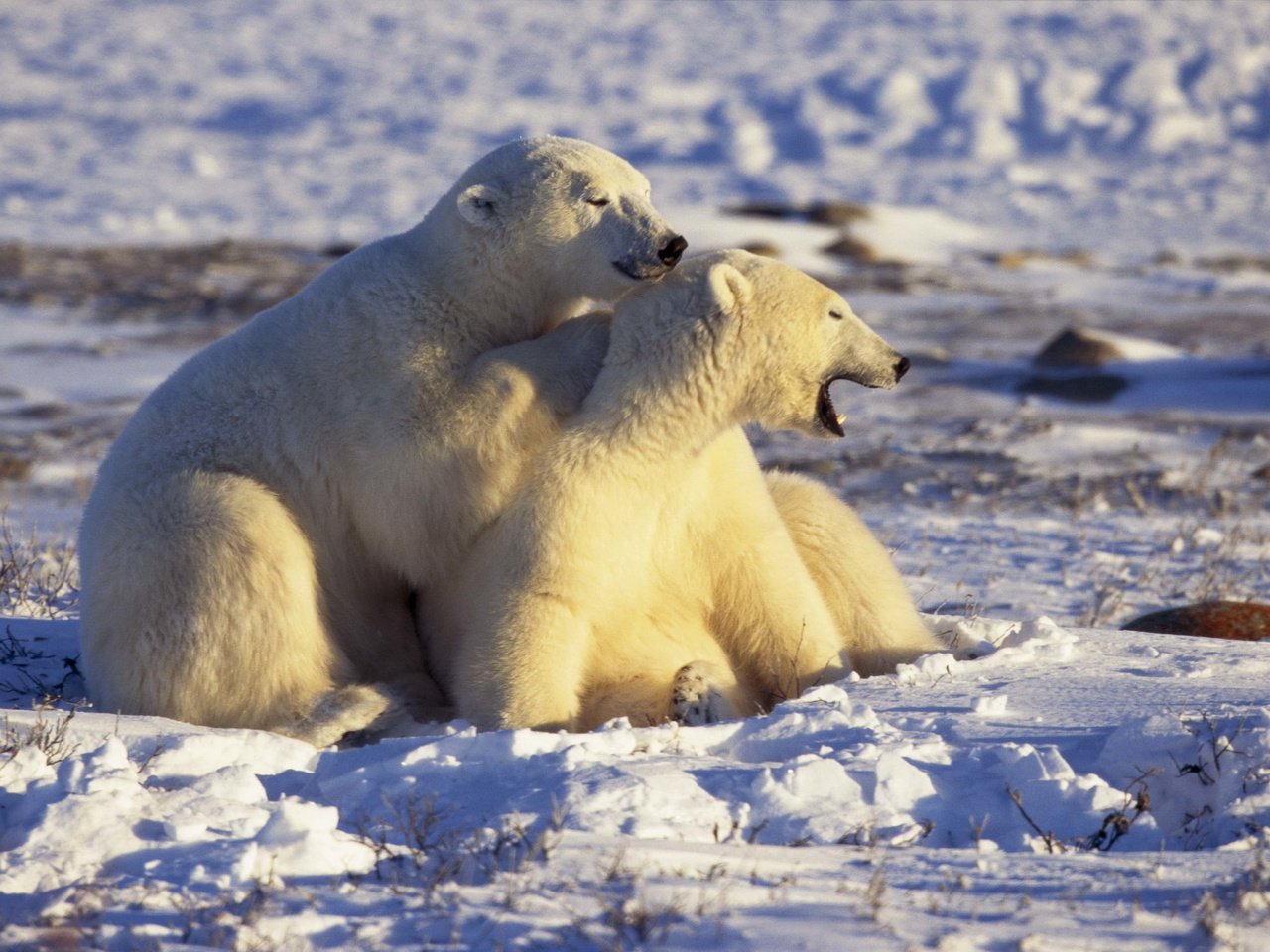 Обои снег, белые, медведи, арктика, snow, white, bears, arctic разрешение 2560x1694 Загрузить