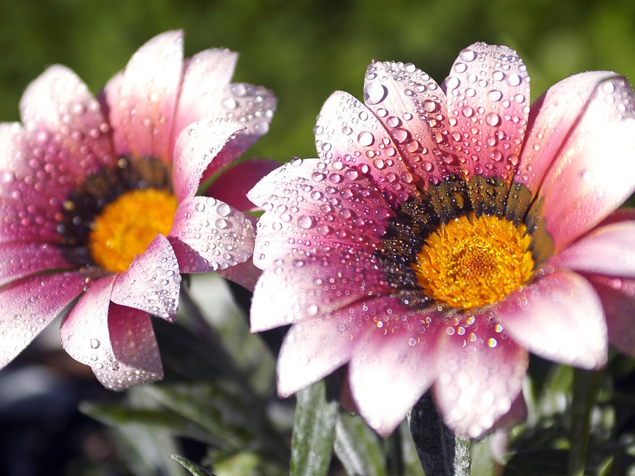 Обои цветы, макро, роса, лепестки, капельки, газания, flowers, macro, rosa, petals, droplets, gazania разрешение 1920x1080 Загрузить