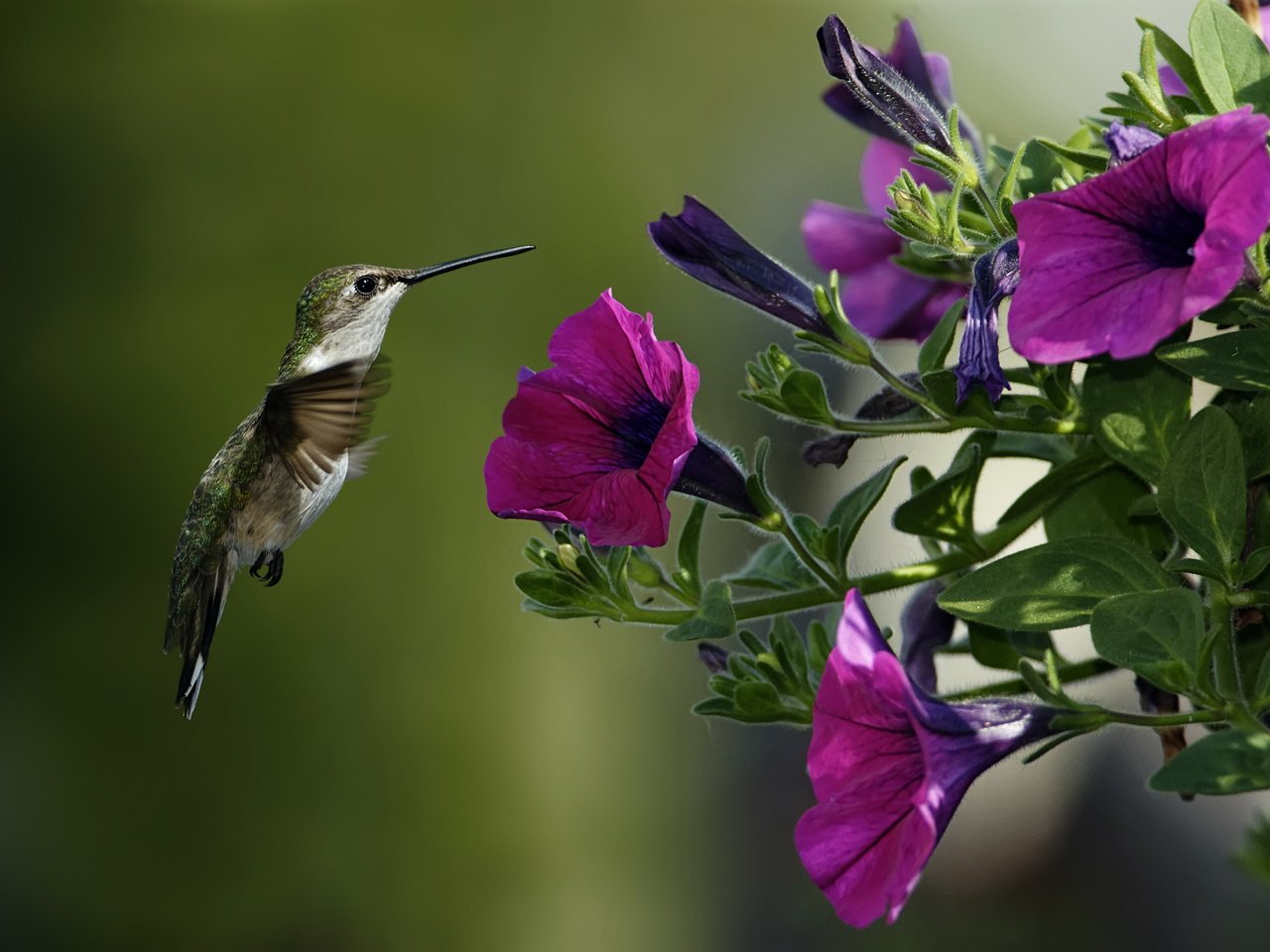 Обои цветы, макро, цветок, крылья, птица, клюв, колибри, петуния, flowers, macro, flower, wings, bird, beak, hummingbird, petunia разрешение 3872x2592 Загрузить