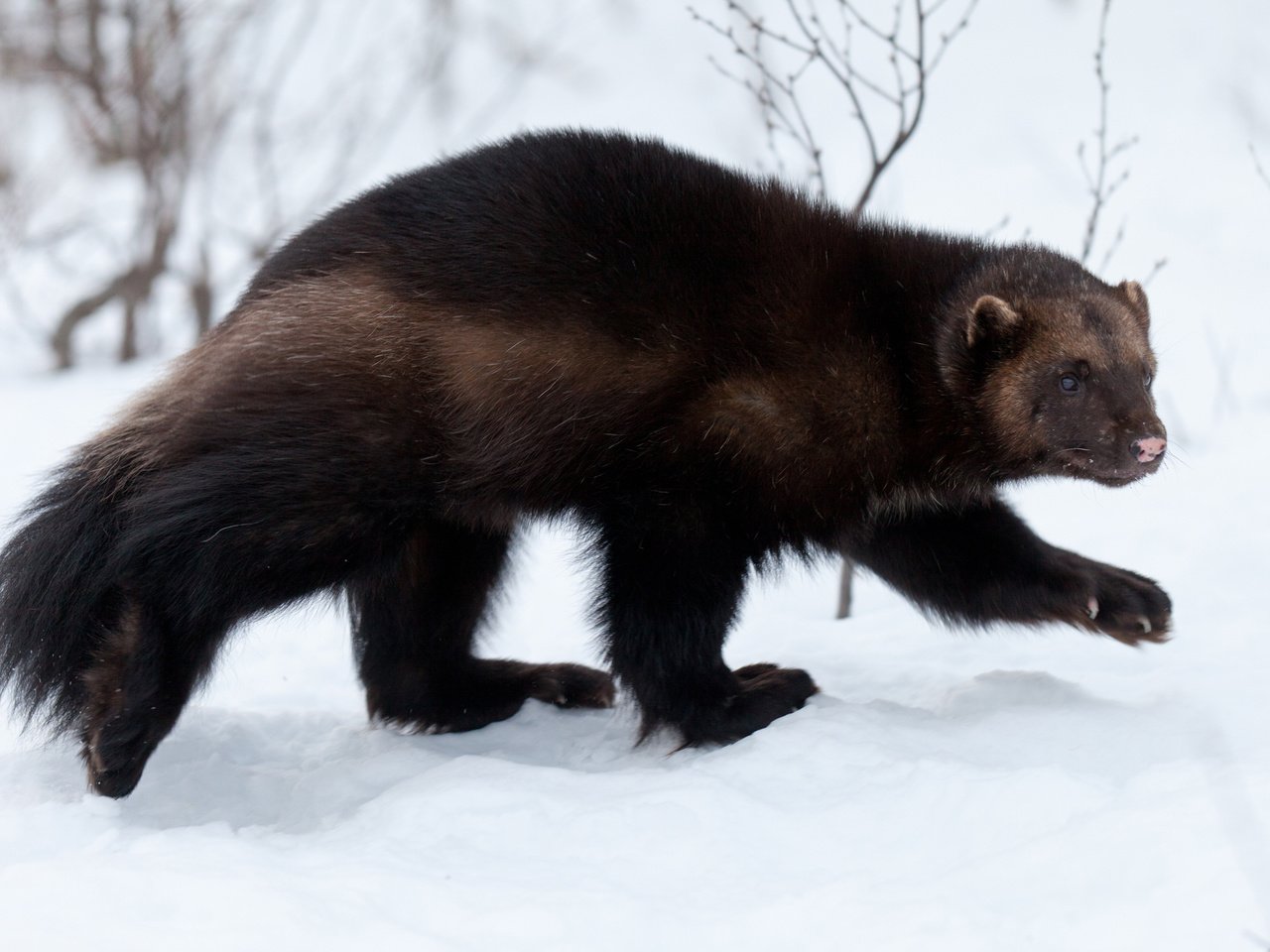 Обои снег, лес, зима, животное, росомаха, куница, snow, forest, winter, animal, wolverine, marten разрешение 2880x1800 Загрузить