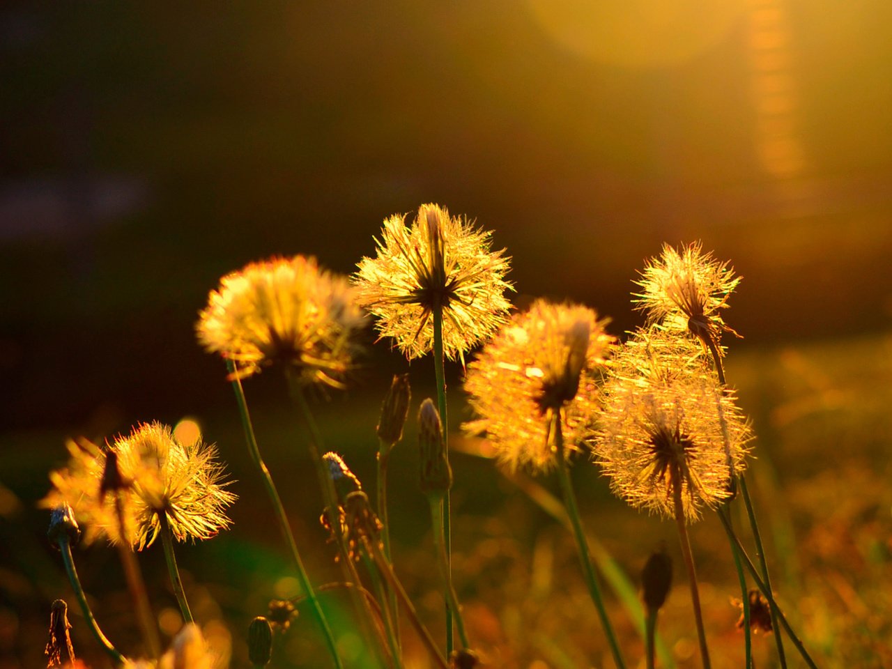 Обои солнце, лето, одуванчики, the sun, summer, dandelions разрешение 1920x1080 Загрузить