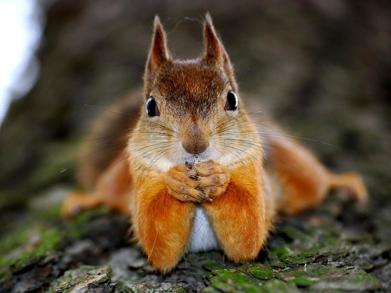 Обои дерево, животное, белка, зверек, белочка, грызун, tree, animal, protein, squirrel, rodent разрешение 2000x1305 Загрузить