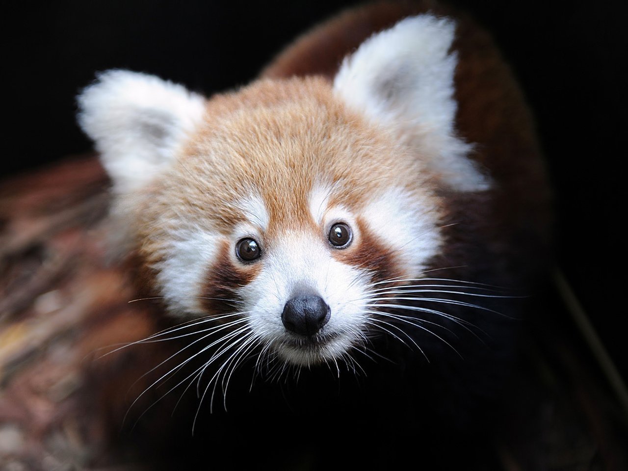 Обои морда, зверек, красная панда, малая панда, face, animal, red panda разрешение 1920x1200 Загрузить