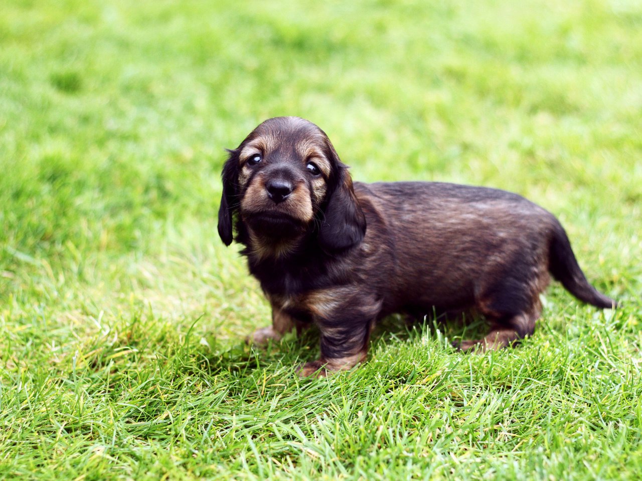 Обои трава, собака, щенок, прогулка, такса, хорошенький, жесткошерстная, grass, dog, puppy, walk, dachshund, pretty, wire-haired разрешение 1920x1200 Загрузить