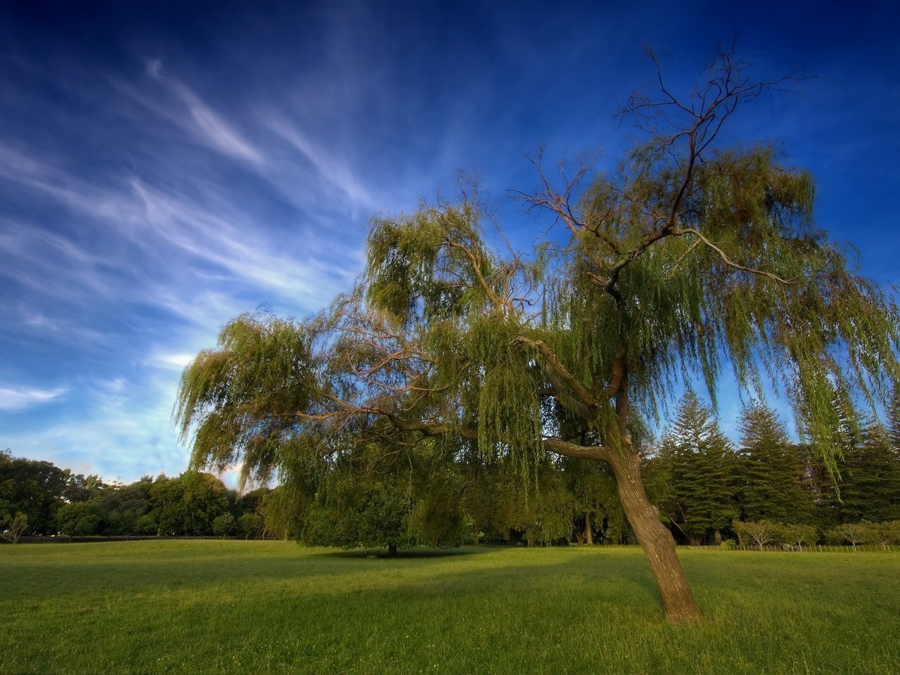 Обои небо, облака, дерево, the sky, clouds, tree разрешение 2560x1600 Загрузить