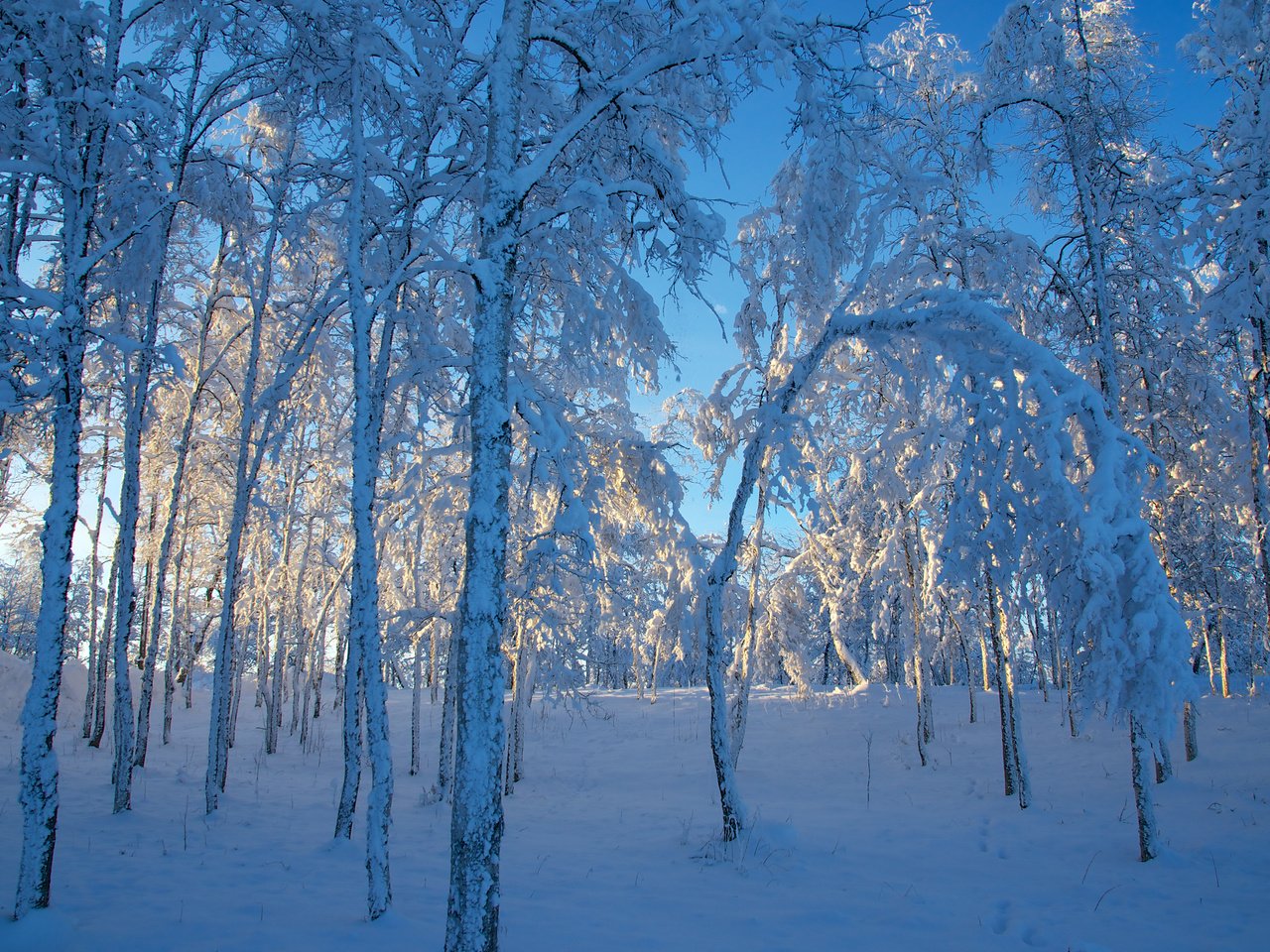 Обои небо, сугроб, деревья, снег, зима, мороз, березы, швеция, голубое, the sky, the snow, trees, snow, winter, frost, birch, sweden, blue разрешение 3840x2400 Загрузить
