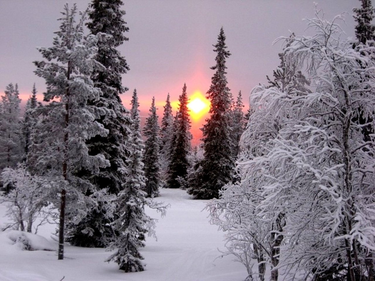 Обои деревья, снег, елка, зима, мороз, иней, ель, сугробы, снежный лес, snow forest, trees, snow, tree, winter, frost, spruce, the snow разрешение 2000x1500 Загрузить