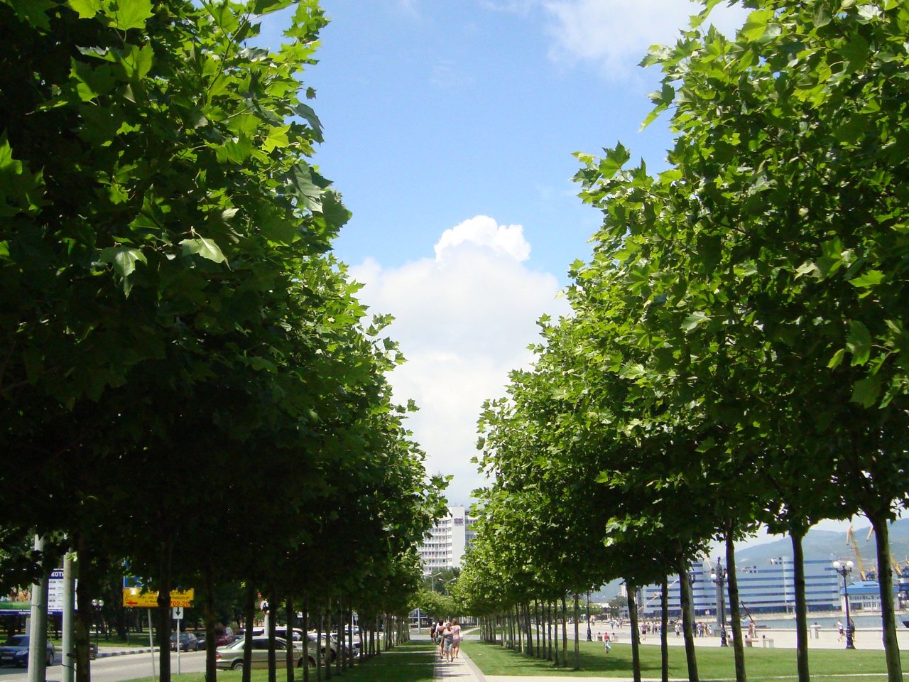 Обои деревья, россия, аллея, новосибирск, trees, russia, alley, novosibirsk разрешение 2448x3264 Загрузить