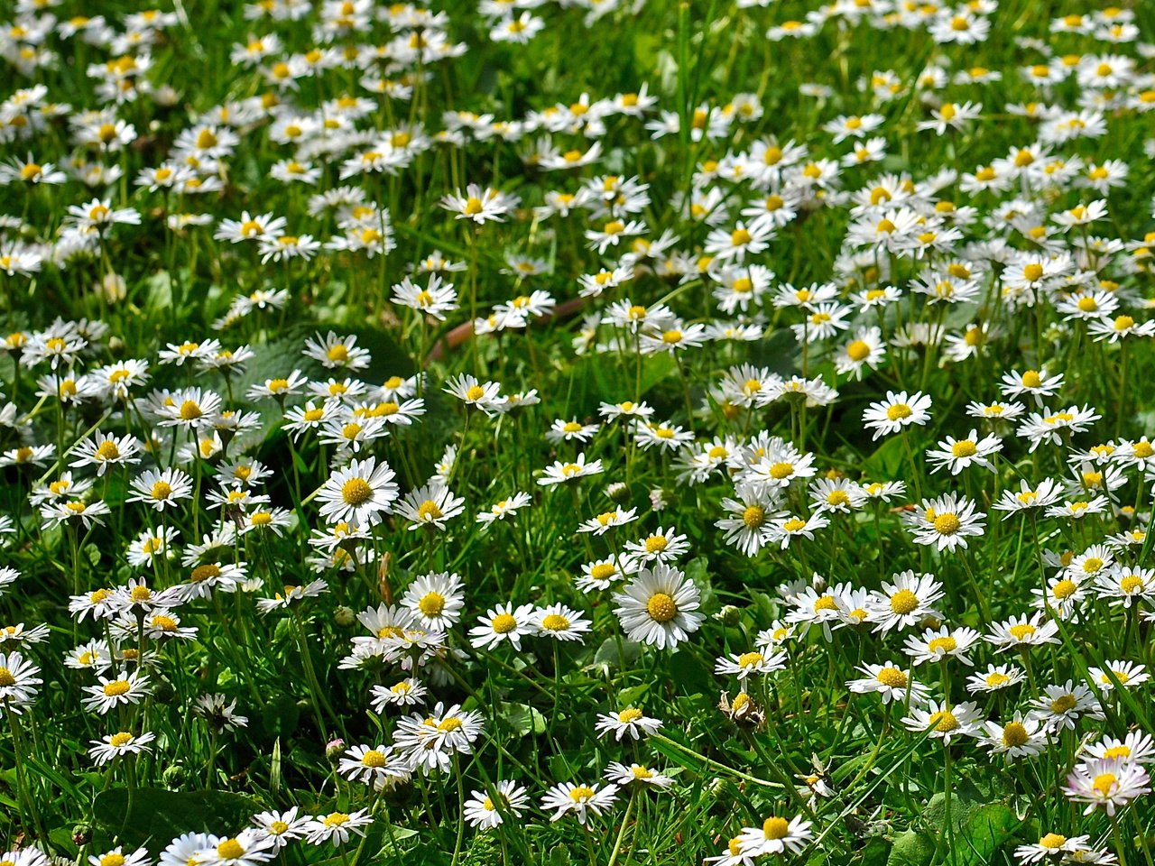 Обои лето, ромашки, полянка, summer, chamomile, clearing разрешение 2560x1600 Загрузить