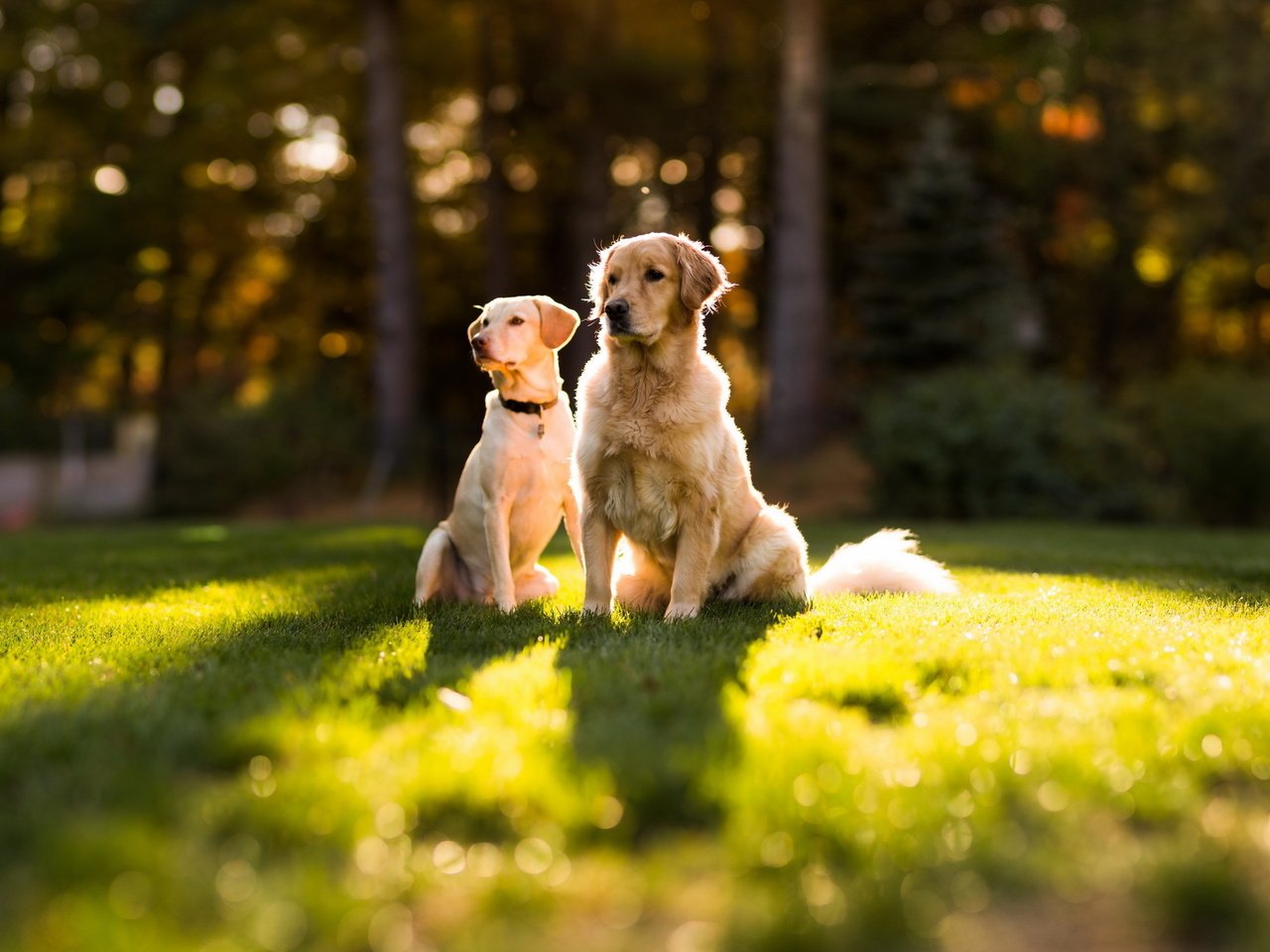 Обои солнце, лето, лужайка, золотистый ретривер, две собаки, the sun, summer, lawn, golden retriever, two dogs разрешение 2560x1600 Загрузить