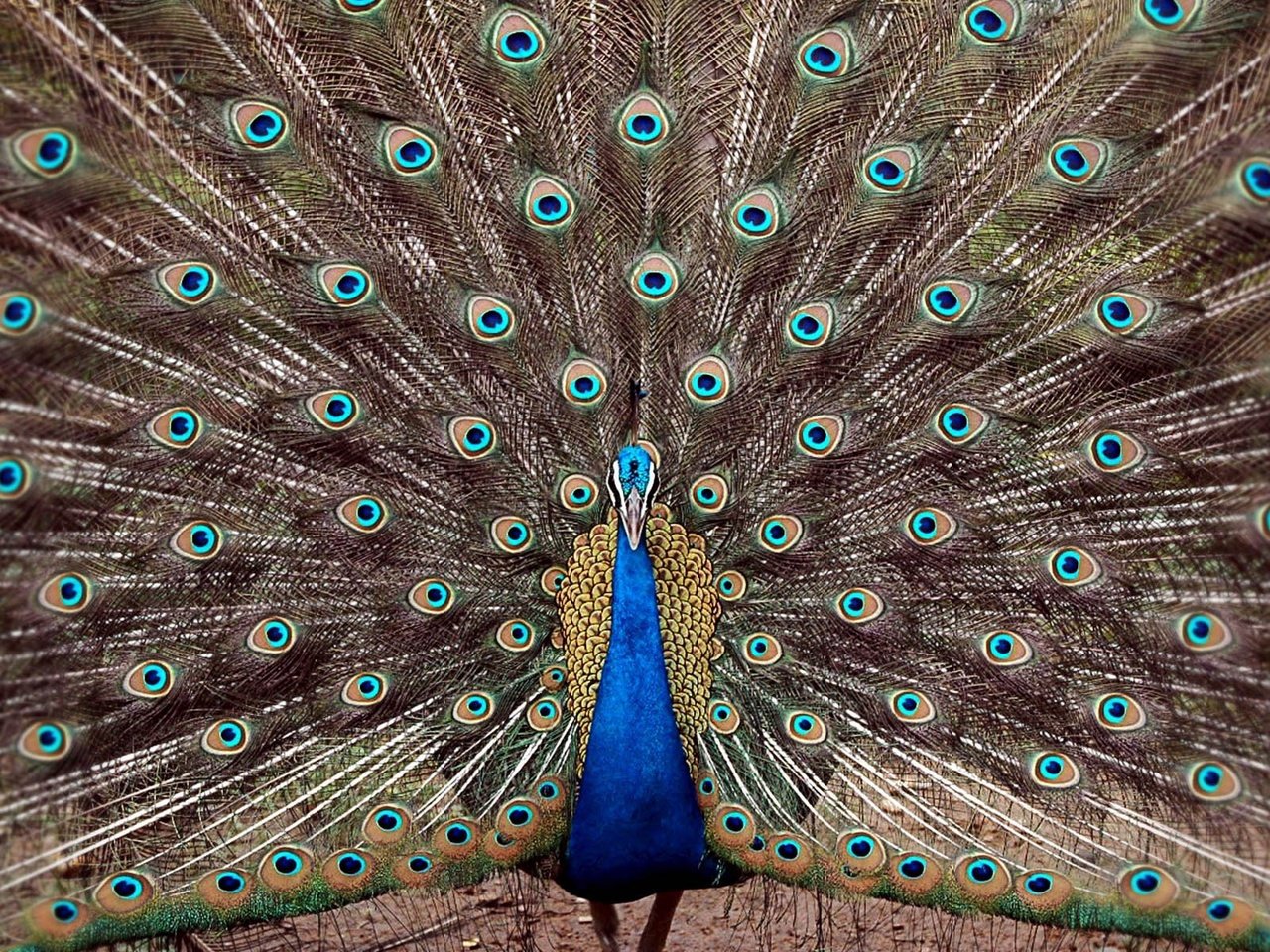 Обои птица, павлин, перья, хвост, bird, peacock, feathers, tail разрешение 1920x1200 Загрузить