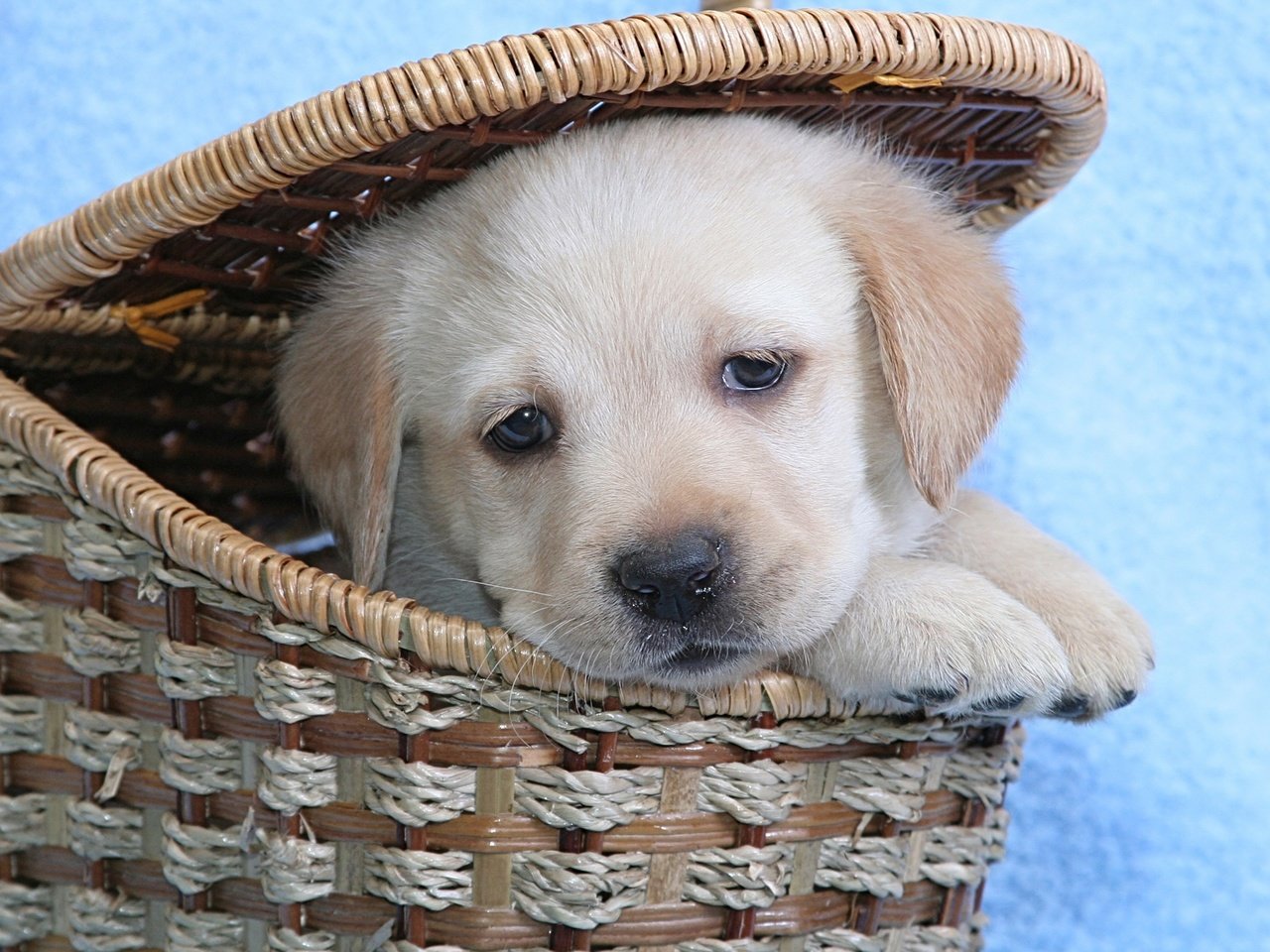 Обои морда, взгляд, собака, щенок, корзина, лабрадор, милый, face, look, dog, puppy, basket, labrador, cute разрешение 2560x1600 Загрузить