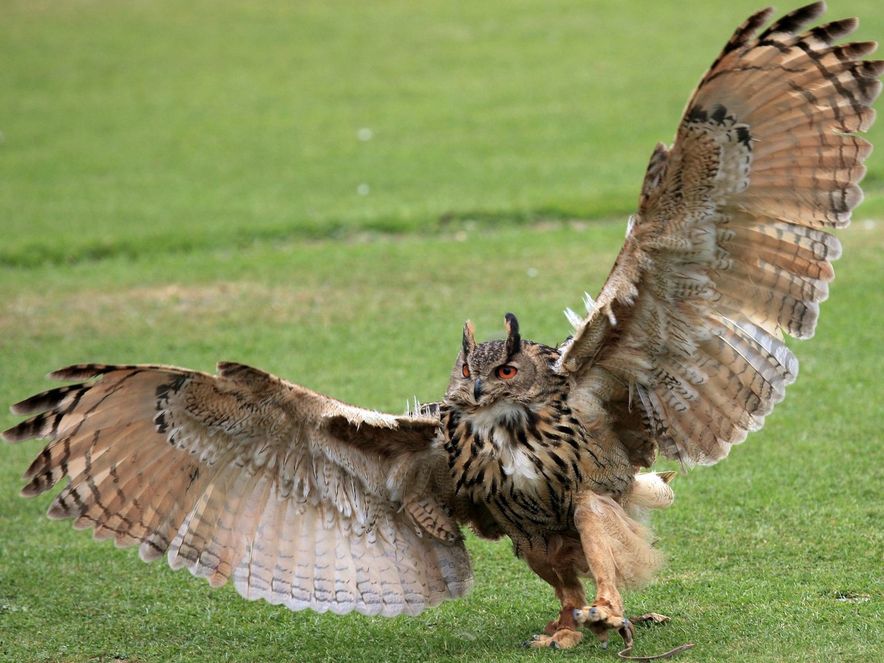 Обои трава, сова, лапы, крылья, птица, зеленая, когти, размах, grass, owl, paws, wings, bird, green, claws, the scope разрешение 2800x1860 Загрузить