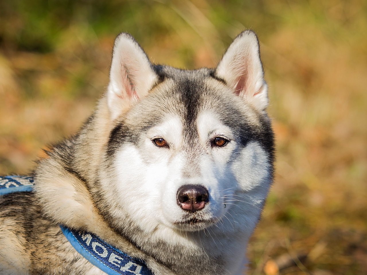 Обои взгляд, собака, друг, маламут, аляскинский маламут, look, dog, each, malamute, alaskan malamute разрешение 2560x1600 Загрузить