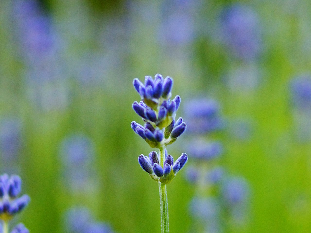 Обои макро, поле, лаванда, размытость, синяя, macro, field, lavender, blur, blue разрешение 4000x1280 Загрузить