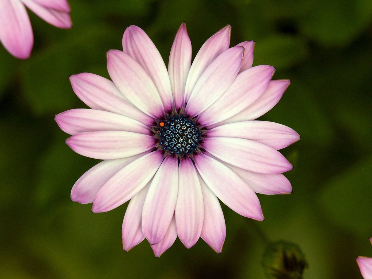 Обои макро, цветок, лепестки, гербера, macro, flower, petals, gerbera разрешение 1920x1170 Загрузить