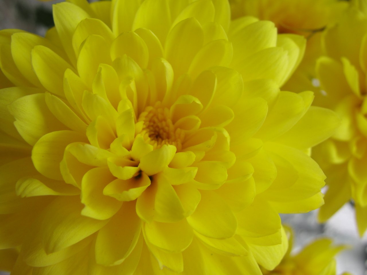 Обои желтый, хризантема, yellow, chrysanthemum разрешение 3648x2736 Загрузить