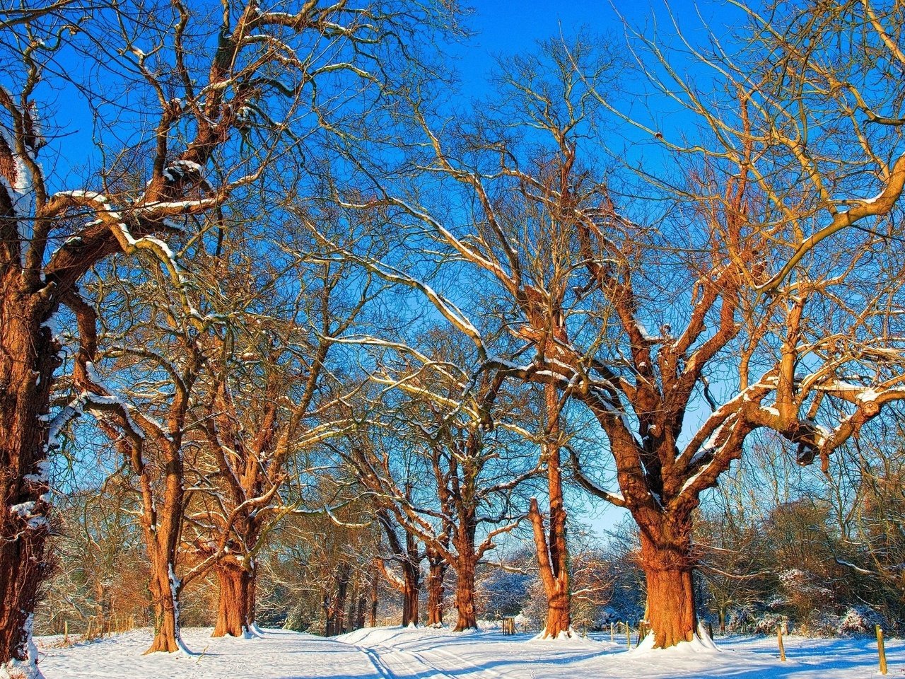 Обои небо, дорога, деревья, снег, зима, ветки, the sky, road, trees, snow, winter, branches разрешение 2560x1600 Загрузить