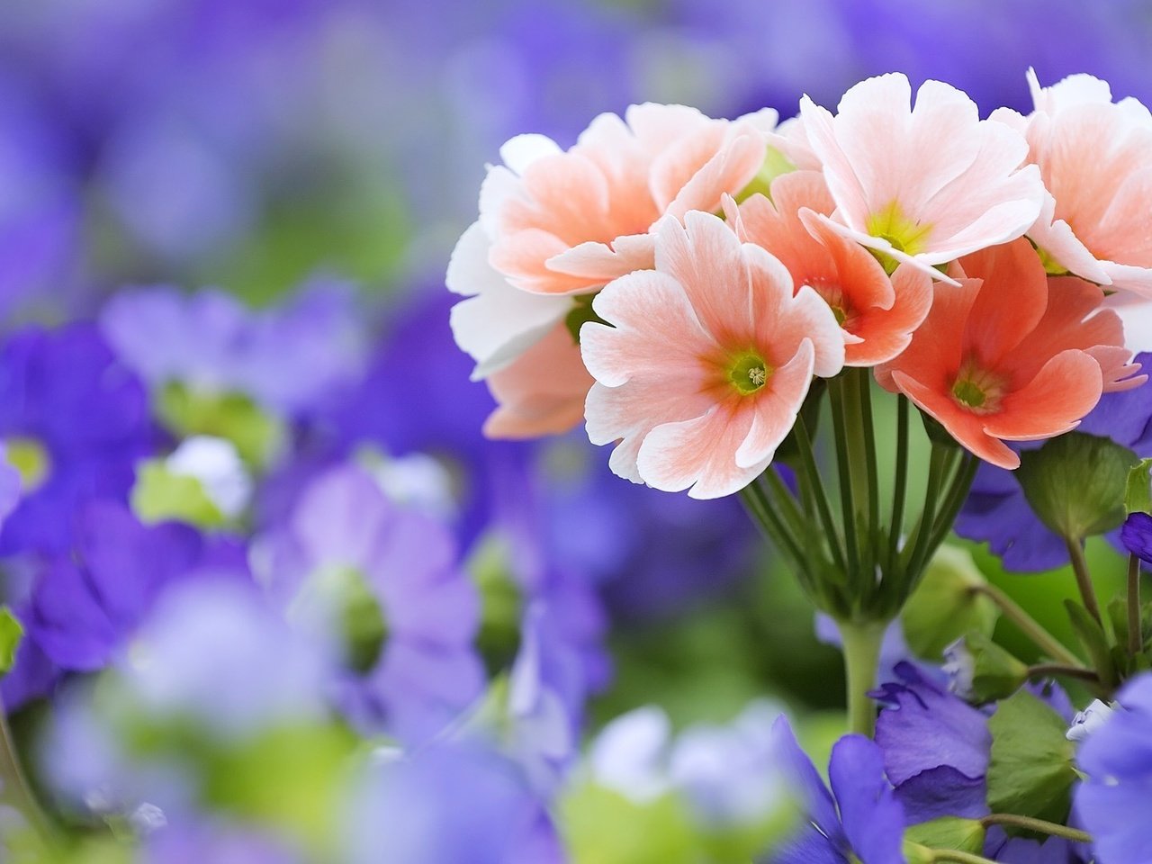 Обои цветы, макро, розовые, полевые, сиреневые, cvety, makro, rozovye, buket, polevye, sirenevye, flowers, macro, pink, field, lilac разрешение 1920x1080 Загрузить