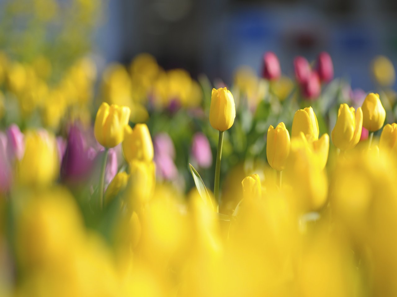 Обои tyulpany, цветы, butony, krasnye, бутоны, yarkie, polya, красные, поляна, тюльпаны, яркие, желтые, cvety, zheltye, flowers, buds, red, glade, tulips, bright, yellow разрешение 2128x1416 Загрузить