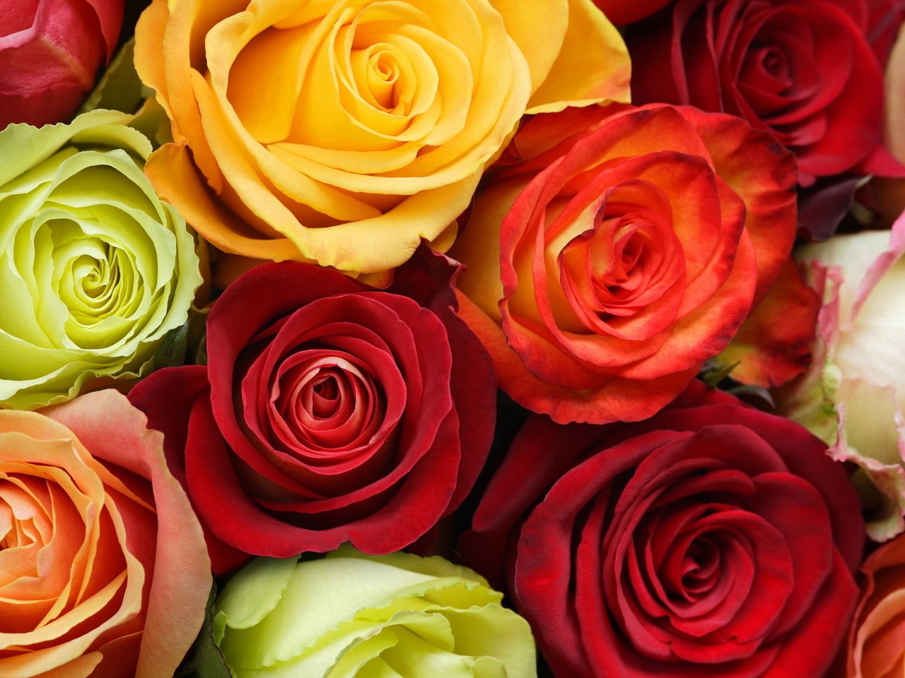 Обои цветы, бутоны, розы, разноцветные, зи, cvety, butony, oranzhevyj, rozy, krasnyj, raznocvetie, flowers, buds, roses, colorful, z разрешение 1920x1080 Загрузить