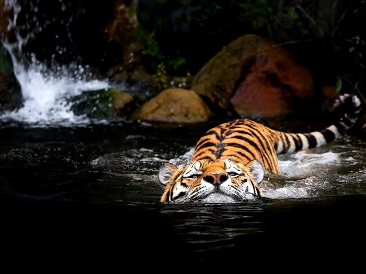 Обои тигр, вода, tiger, water разрешение 2000x1369 Загрузить