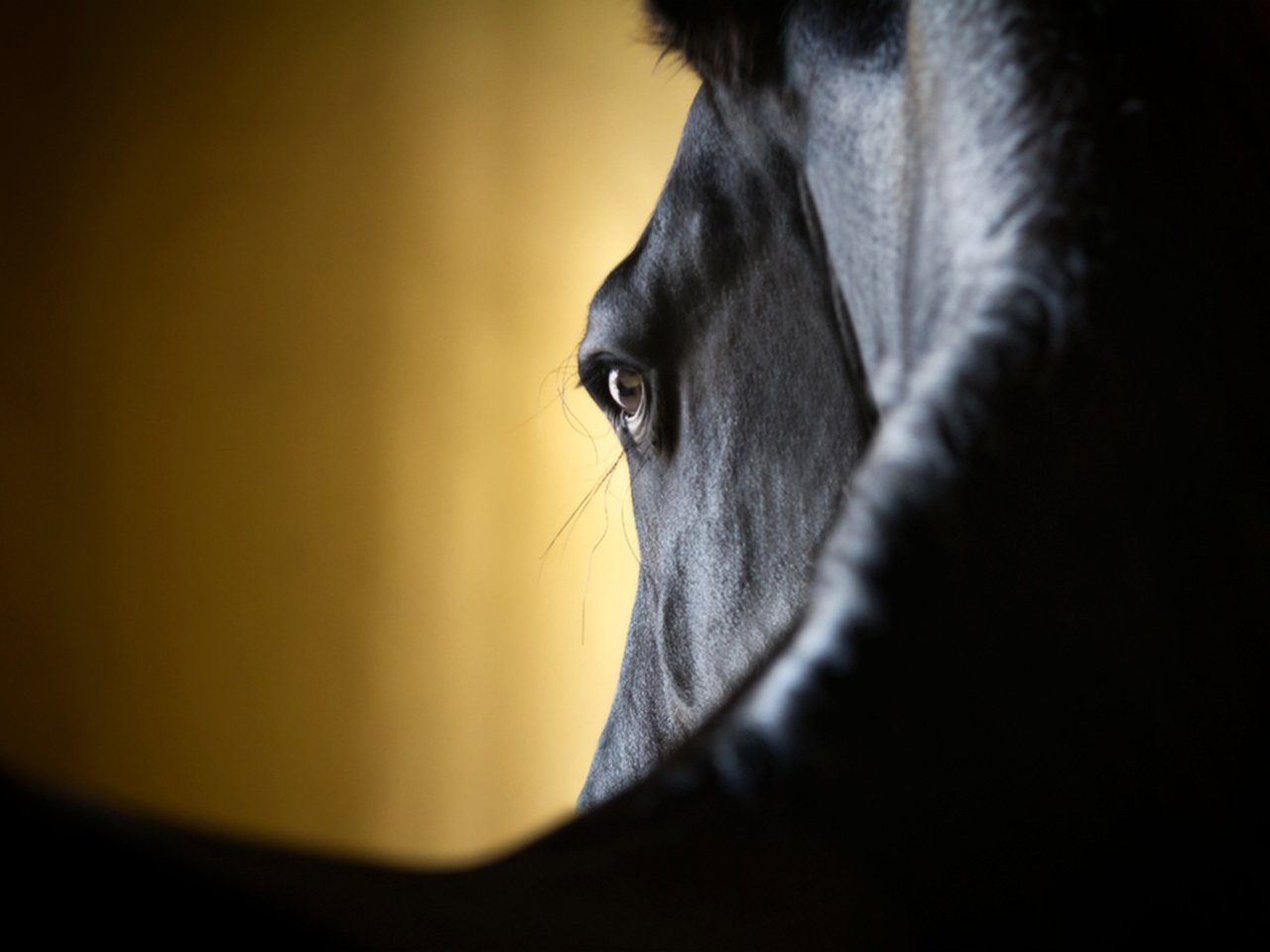 Обои лошадь, крупный план, horse, close-up разрешение 2560x1600 Загрузить