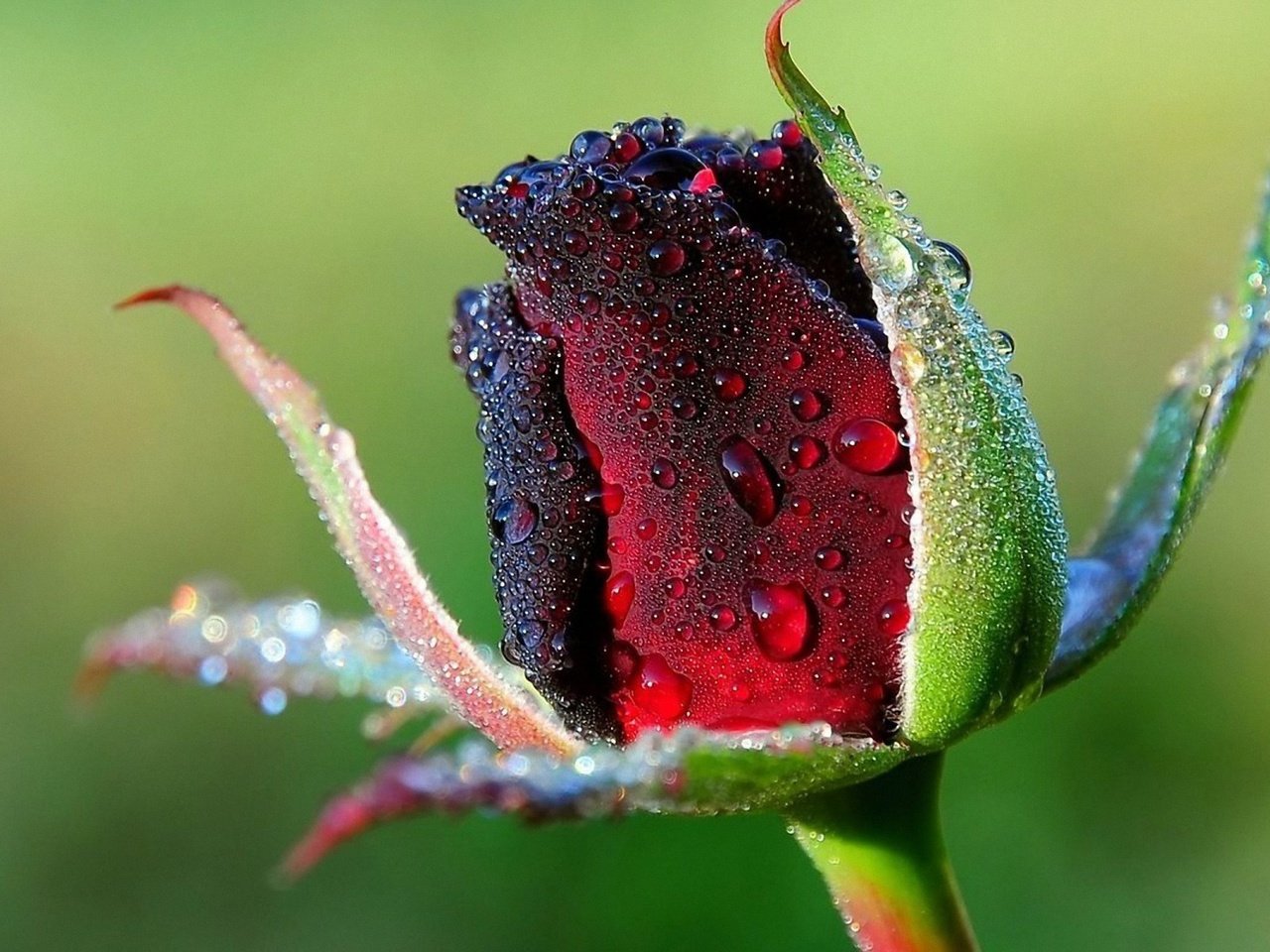 природа цветы роза капли вода роса макро nature flowers rose drops water Rosa macro скачать