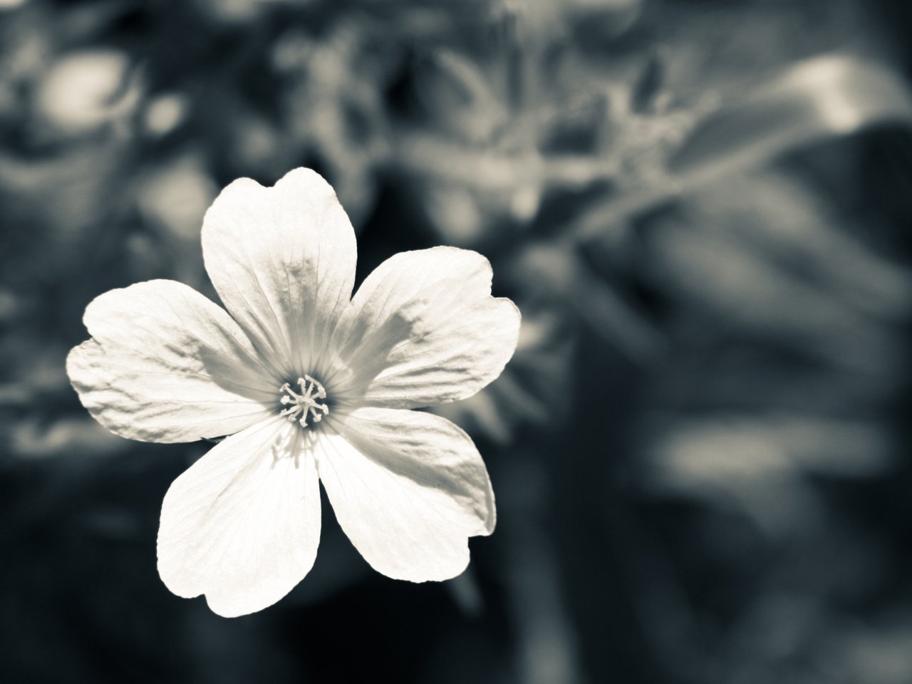 Обои цветок, лепестки, чёрно-белое, makro, belyj, seryj, flower, petals, black and white разрешение 2560x1440 Загрузить