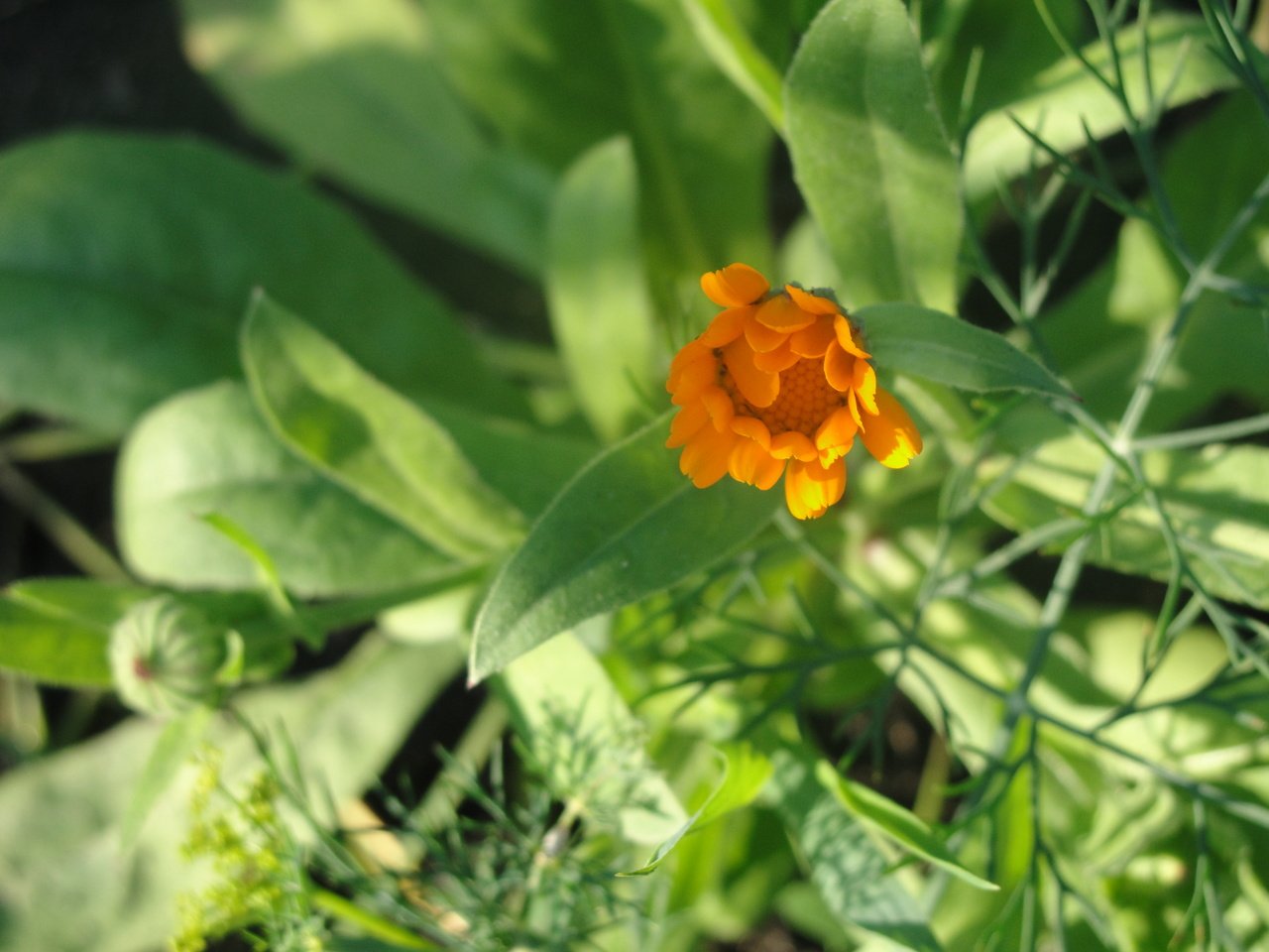 Обои зелень, листья, макро, лето, календула, greens, leaves, macro, summer, calendula разрешение 3648x2736 Загрузить