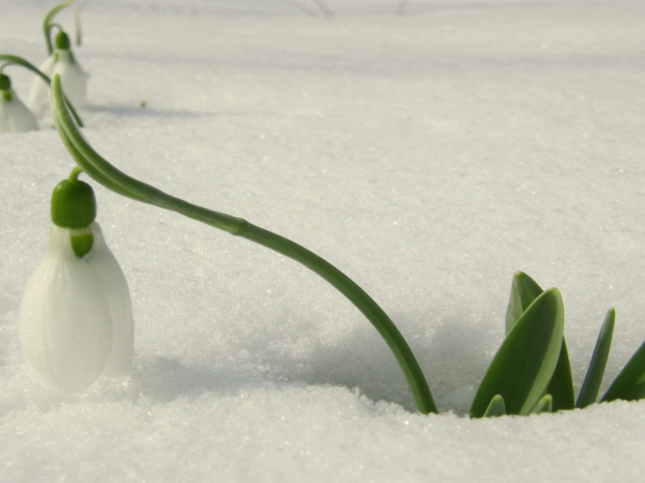 Обои снег, весна, подснежник, оттепель, первые цветы, snow, spring, snowdrop, thaw, the first flowers разрешение 2560x1600 Загрузить