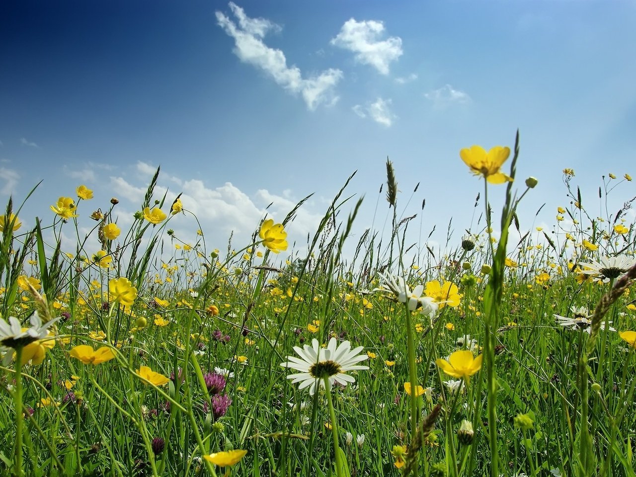 Обои цветы, поле, ромашка, полевые, flowers, field, daisy разрешение 1920x1200 Загрузить