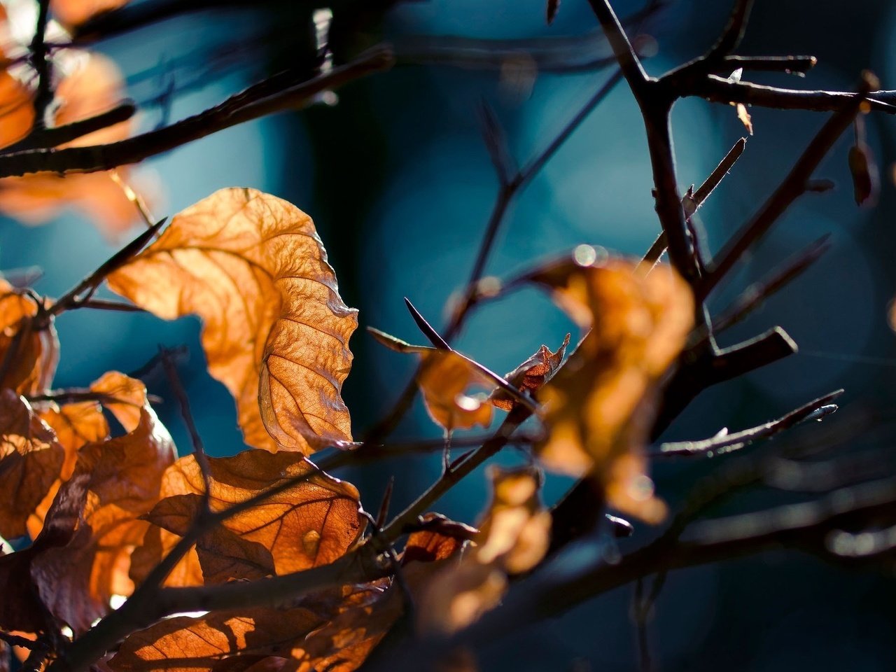 Обои лес, листья, макро, ветви, осень, forest, leaves, macro, branch, autumn разрешение 2048x1338 Загрузить