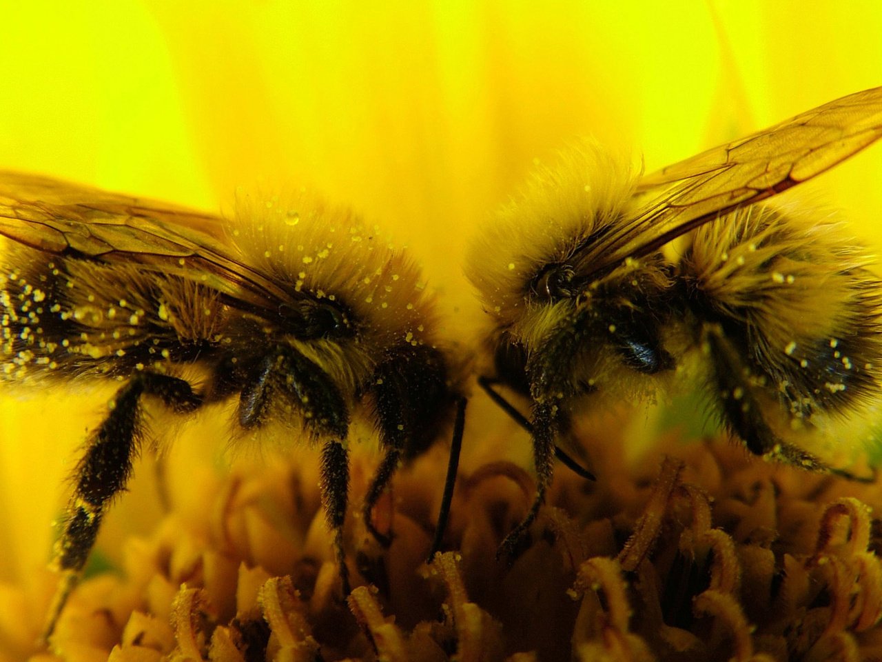 Обои макро, цветок, насекомые, пчелы, пыльца, нектар, macro, flower, insects, bees, pollen, nectar разрешение 1920x1200 Загрузить