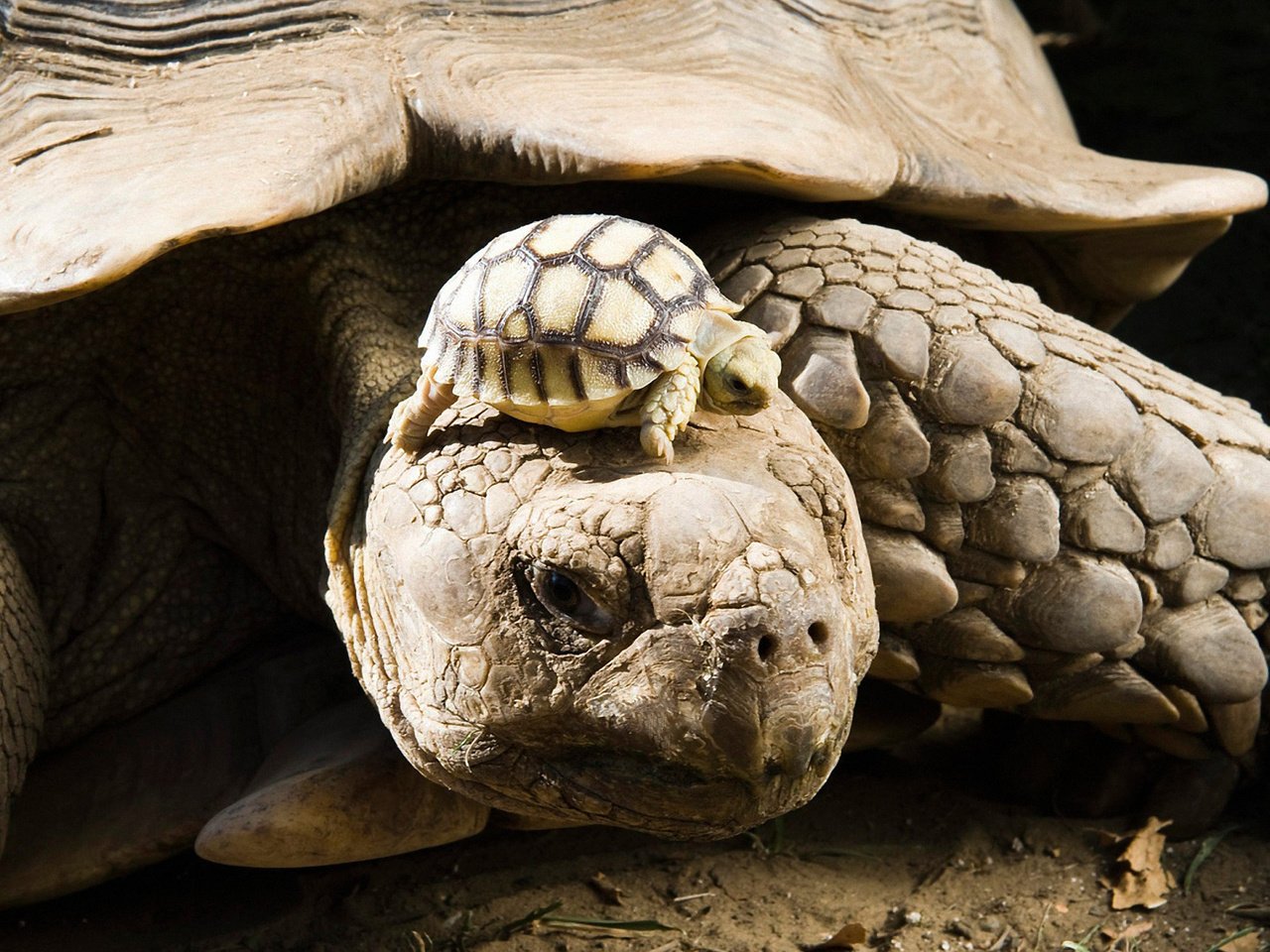 Обои животные, черепаха, панцирь, черепахи, детеныш, animals, turtle, shell, turtles, cub разрешение 1920x1200 Загрузить