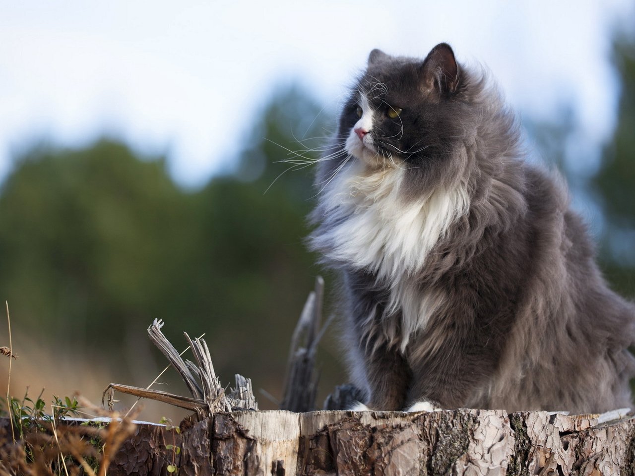 Обои природа, кот, кошка, пушистый, серый, сидит, пенек, nature, cat, fluffy, grey, sitting, stump разрешение 1920x1200 Загрузить