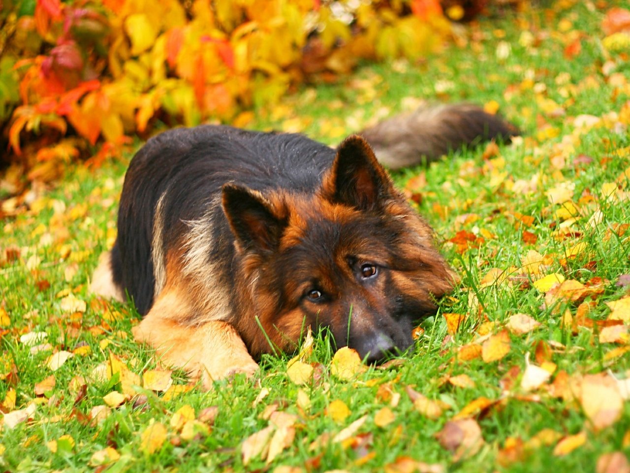 Обои трава, листья, осень, собака, лежит, немецкая овчарка, длинношерстная, grass, leaves, autumn, dog, lies, german shepherd, longhair разрешение 1920x1280 Загрузить