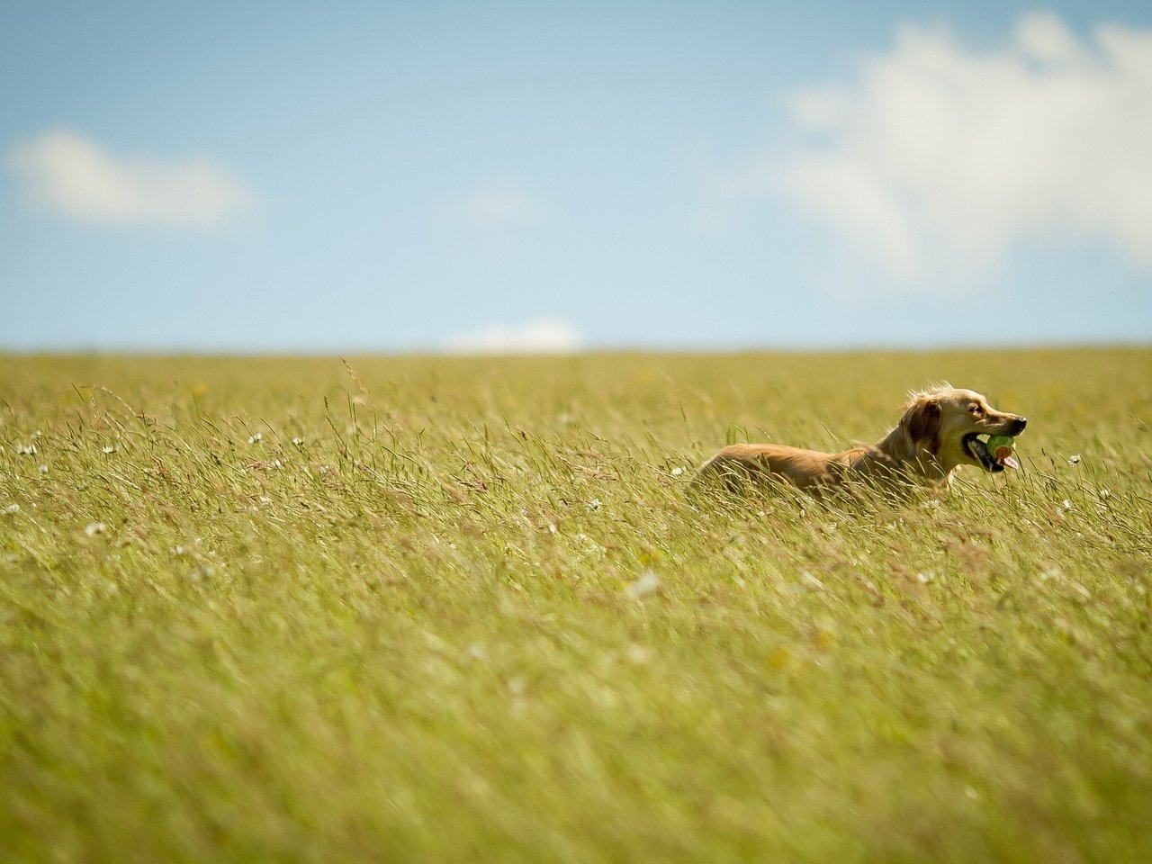 Обои небо, цветы, трава, поле, лето, собака, мяч, the sky, flowers, grass, field, summer, dog, the ball разрешение 2560x1600 Загрузить