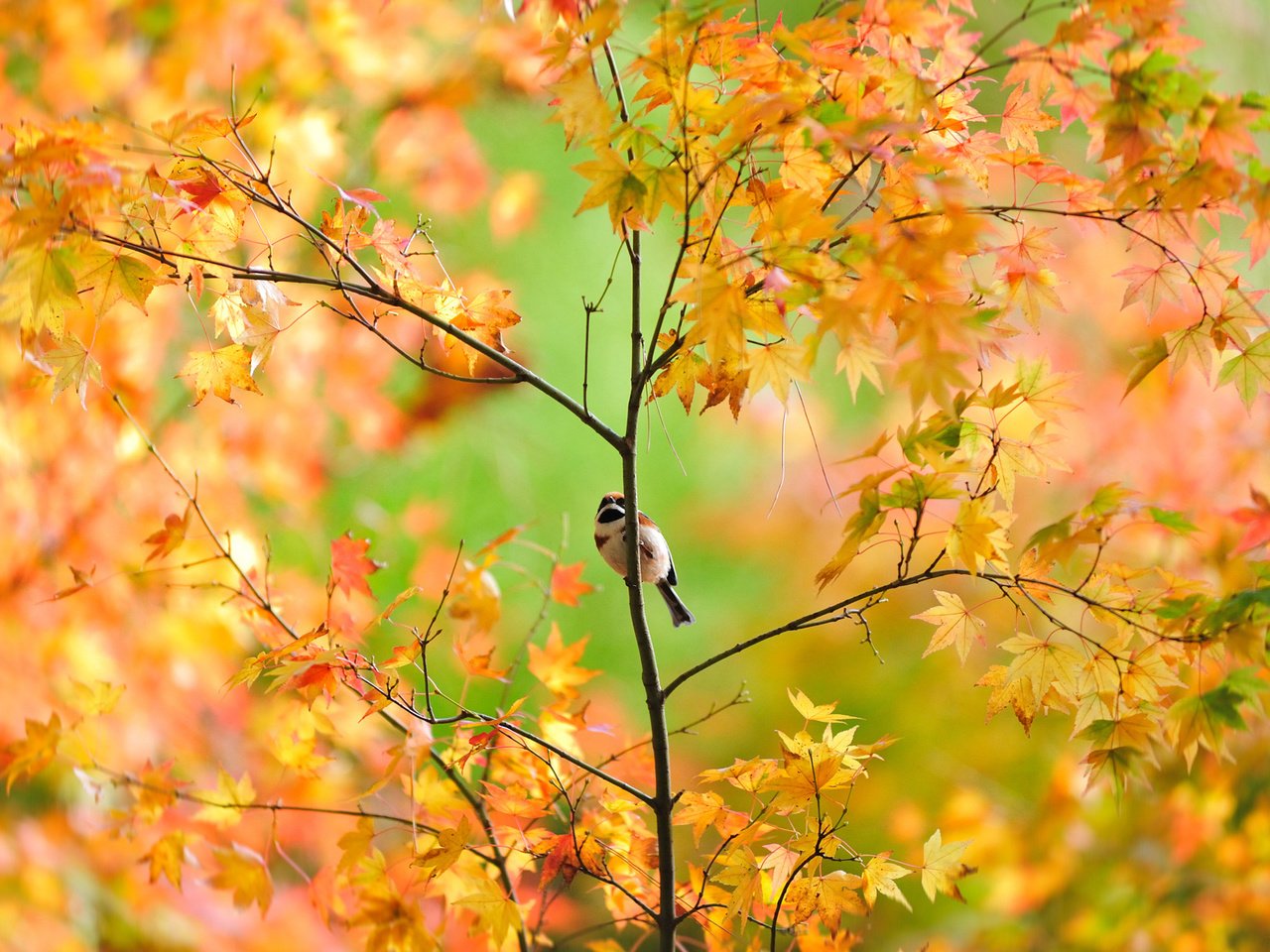 Обои дерево, листья, ветки, осень, птица, воробей, клен, tree, leaves, branches, autumn, bird, sparrow, maple разрешение 1920x1280 Загрузить