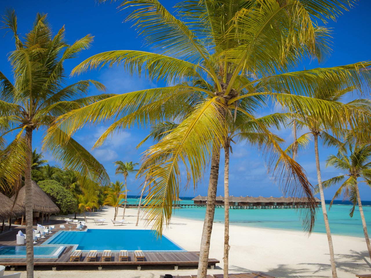 Обои пляж, пальмы, тропики, мальдивы, beach, palm trees, tropics, the maldives разрешение 5616x3744 Загрузить