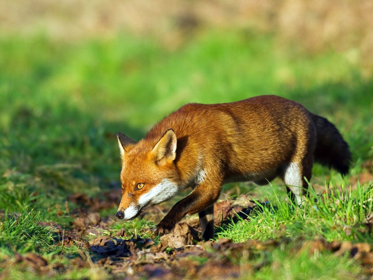 Обои трава, рыжая, лиса, лисица, охота, grass, red, fox, hunting разрешение 1920x1134 Загрузить