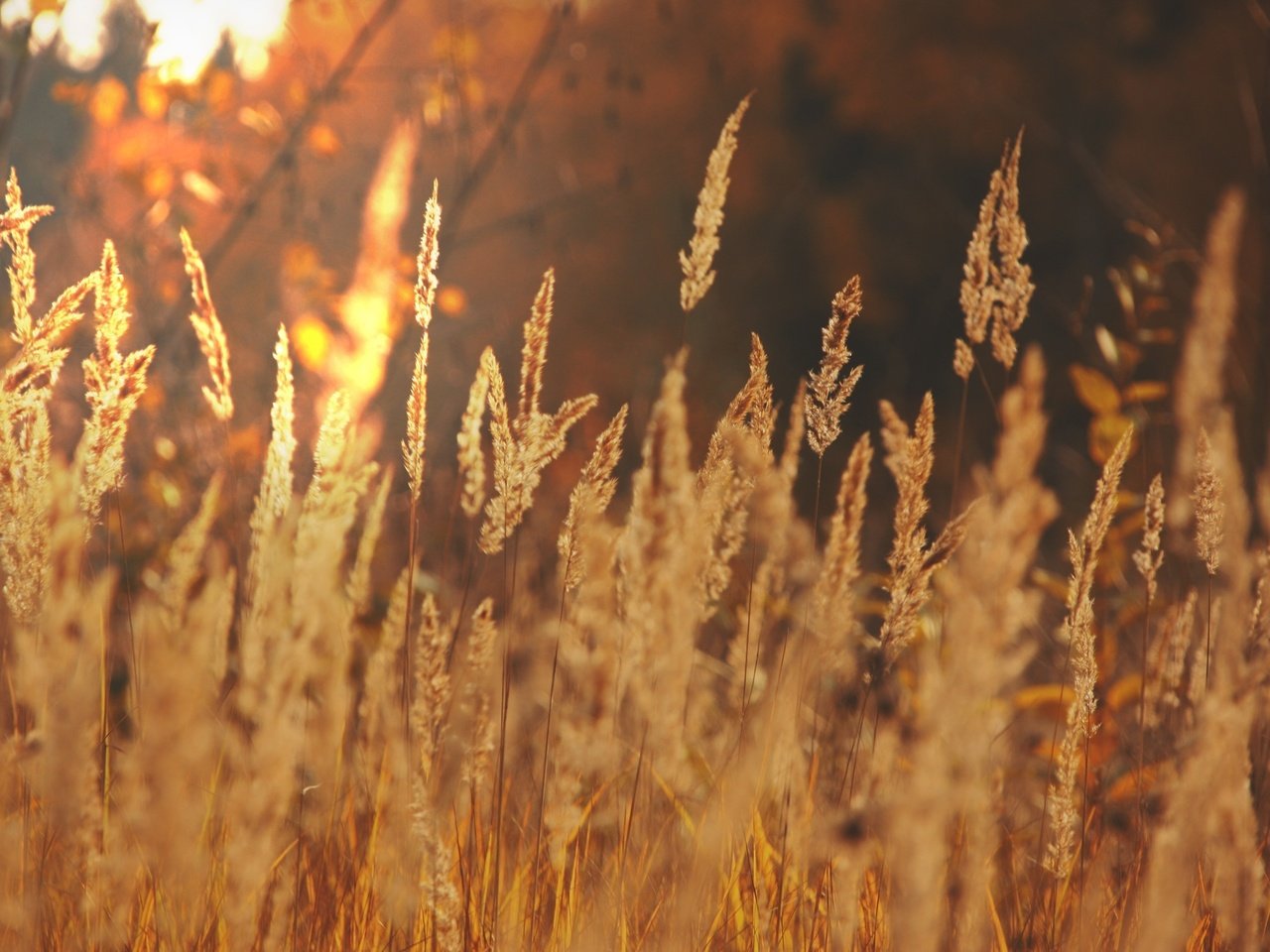 Обои свет, трава, солнце, макро, поле, осень, колоски, light, grass, the sun, macro, field, autumn, spikelets разрешение 2560x1707 Загрузить