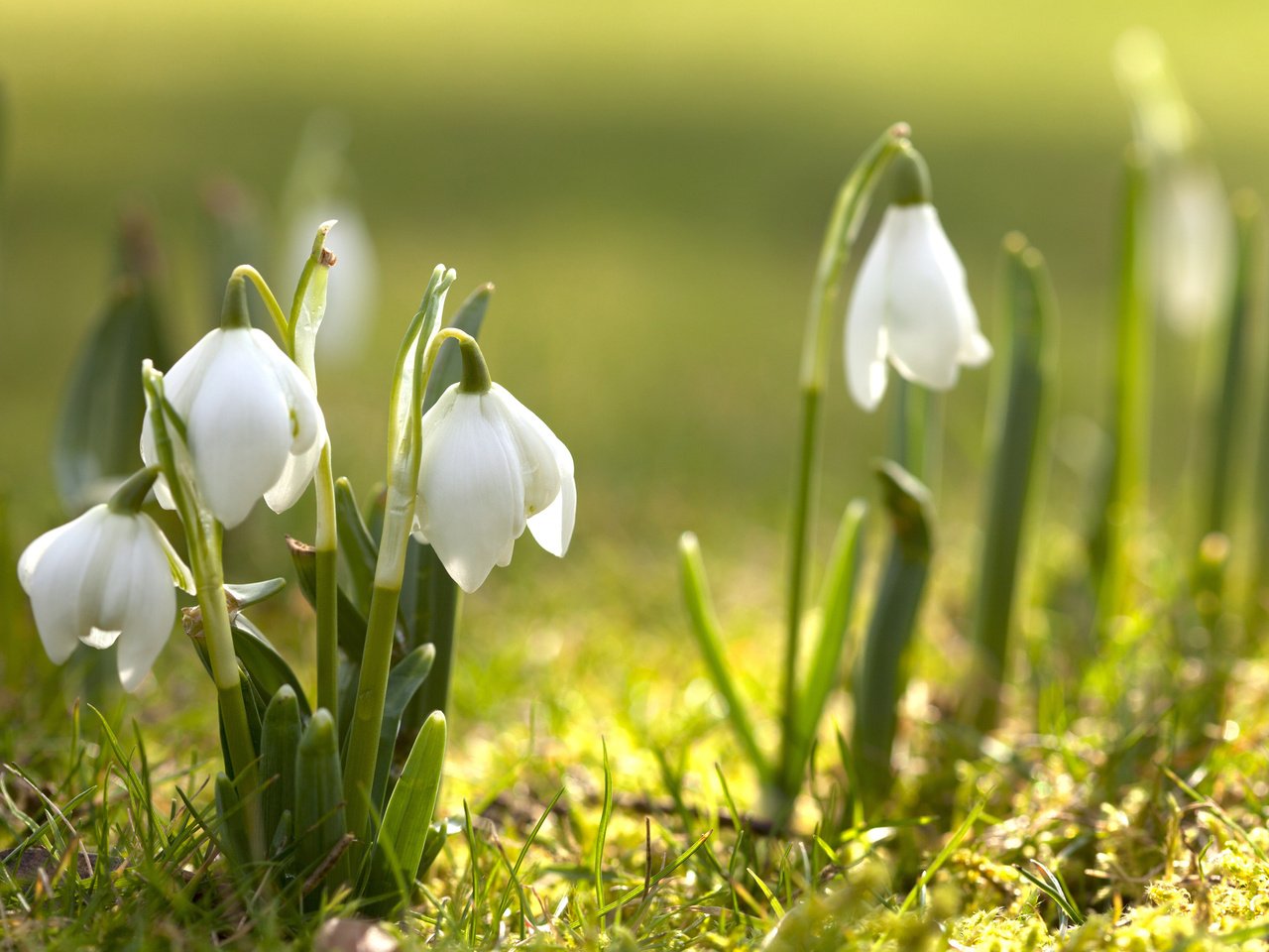 Обои цветы, трава, цветение, весна, подснежники, первоцвет, flowers, grass, flowering, spring, snowdrops, primrose разрешение 2560x1600 Загрузить