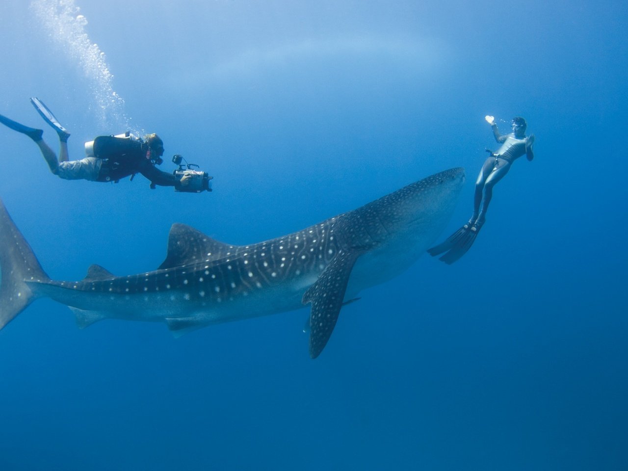 Обои тропики, мальдивы, дайвинг, tropics, the maldives, diving разрешение 1927x1280 Загрузить