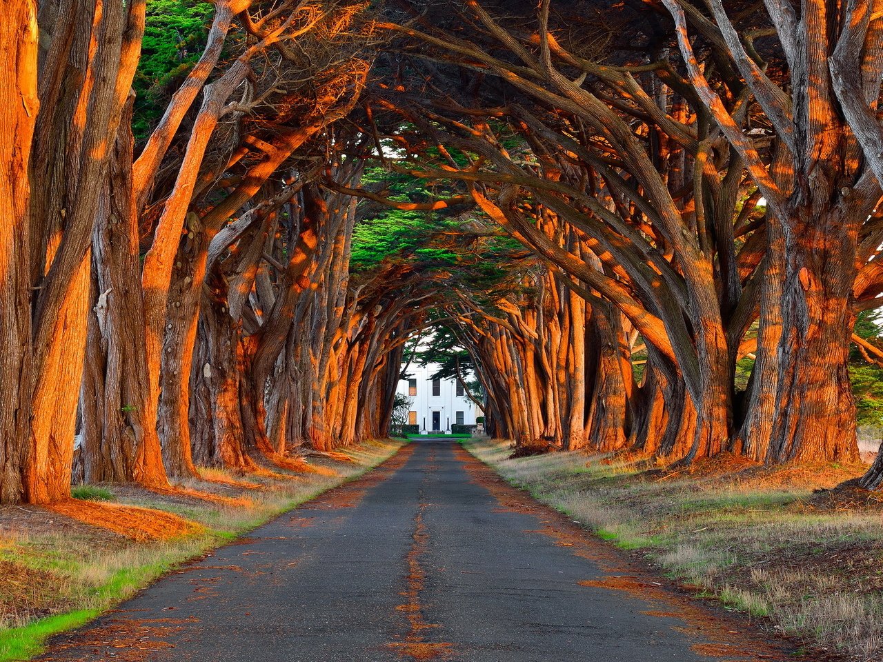 Обои свет, дорога, деревья, дом, аллея, light, road, trees, house, alley разрешение 1920x1200 Загрузить