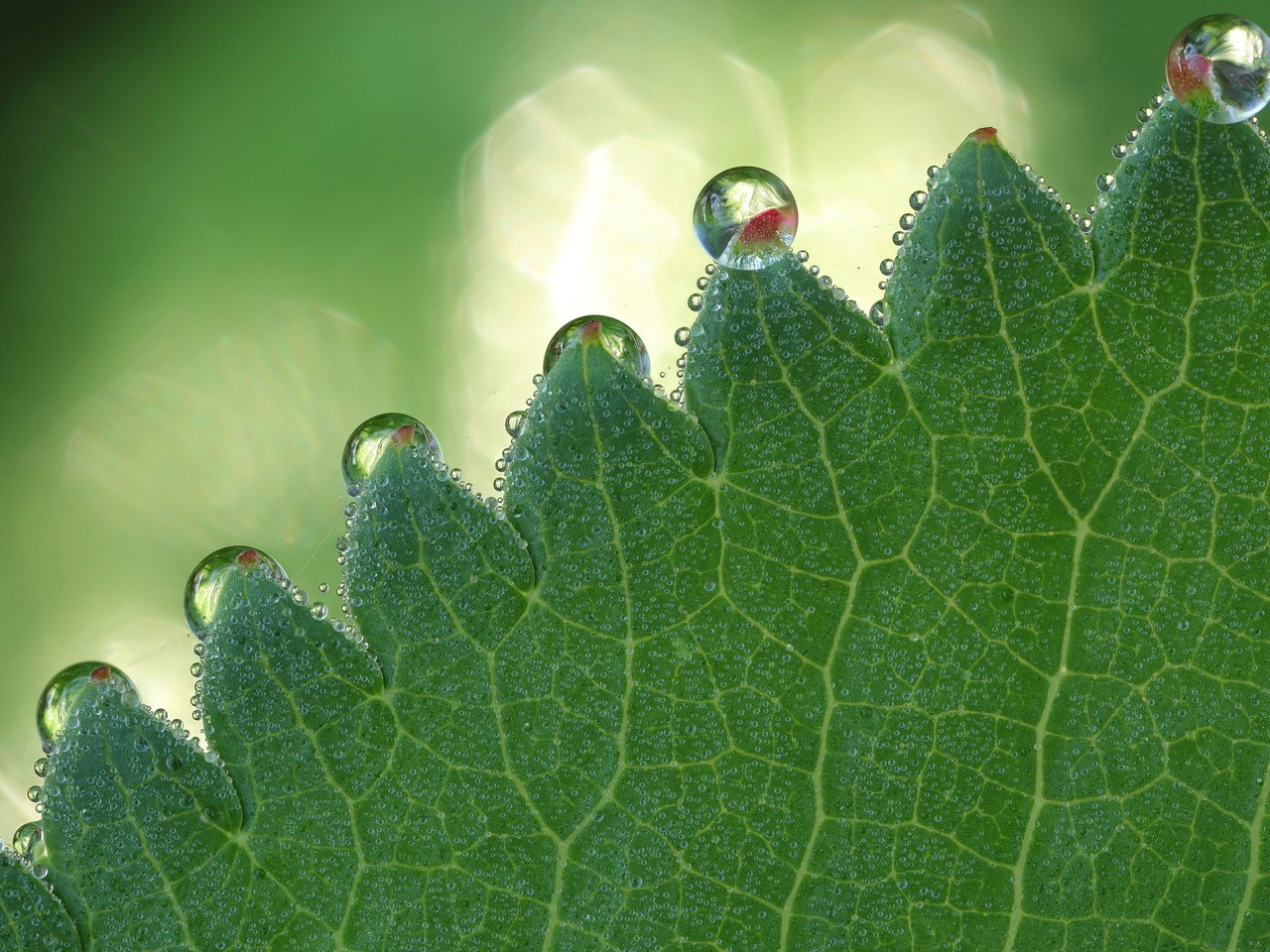 Обои зелёный, макро, капли, блики, лист, боке, green, macro, drops, glare, sheet, bokeh разрешение 2560x1600 Загрузить