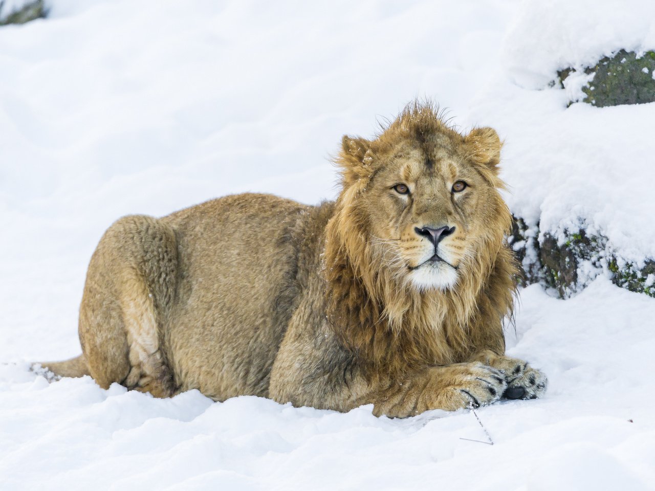 Обои снег, зима, хищник, большая кошка, львы, лев, snow, winter, predator, big cat, lions, leo разрешение 2048x1365 Загрузить